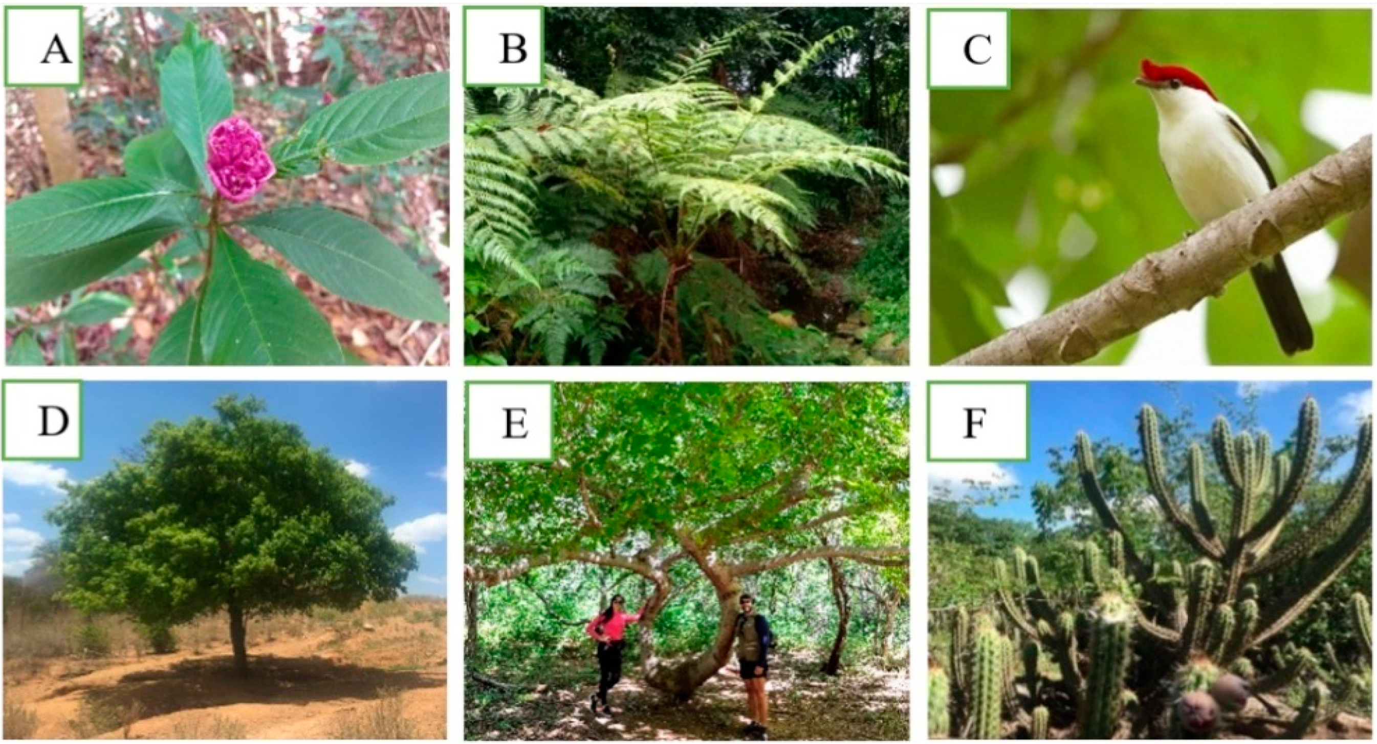 Geosciences 11 00061 g005