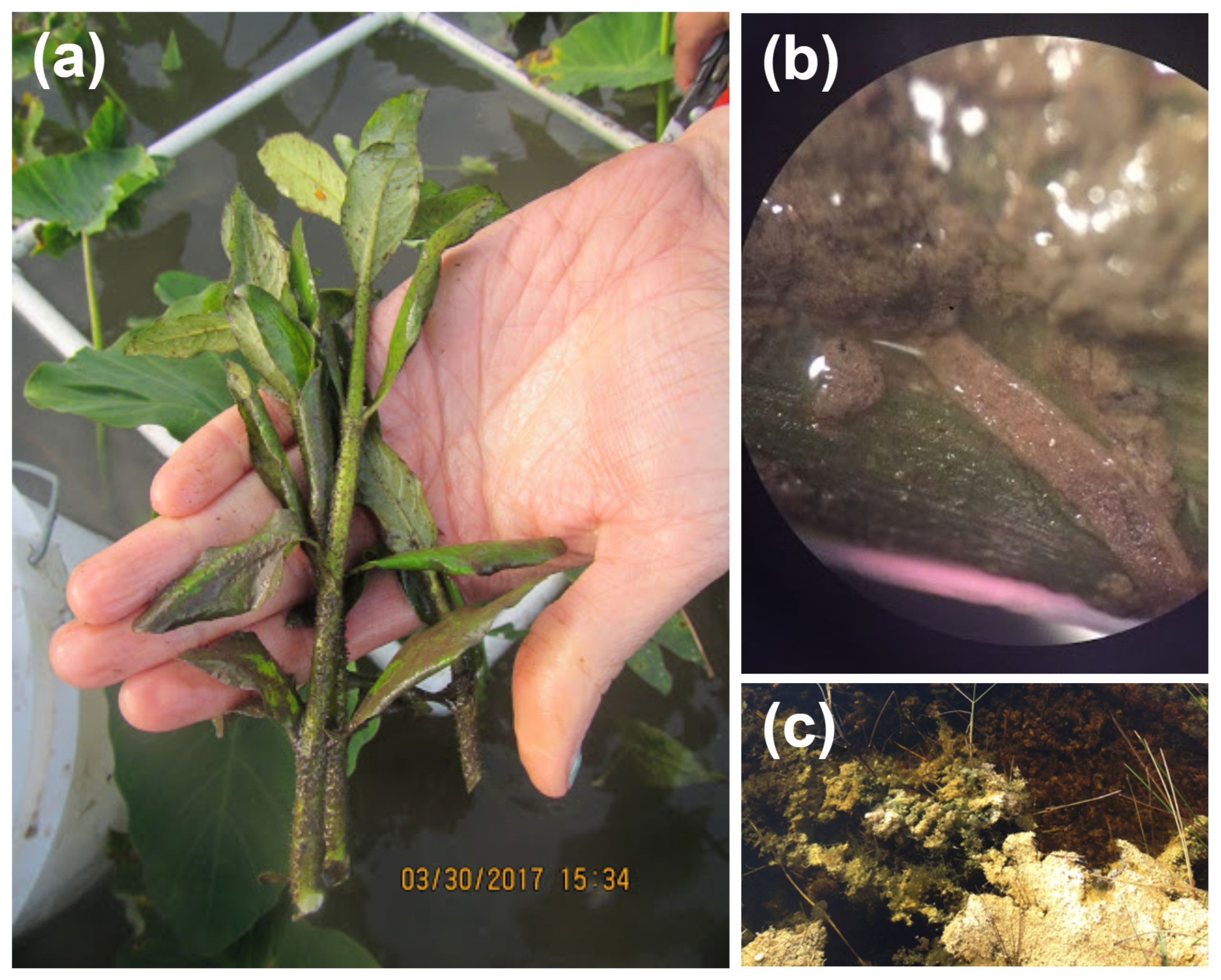 Geosciences 11 00136 g001