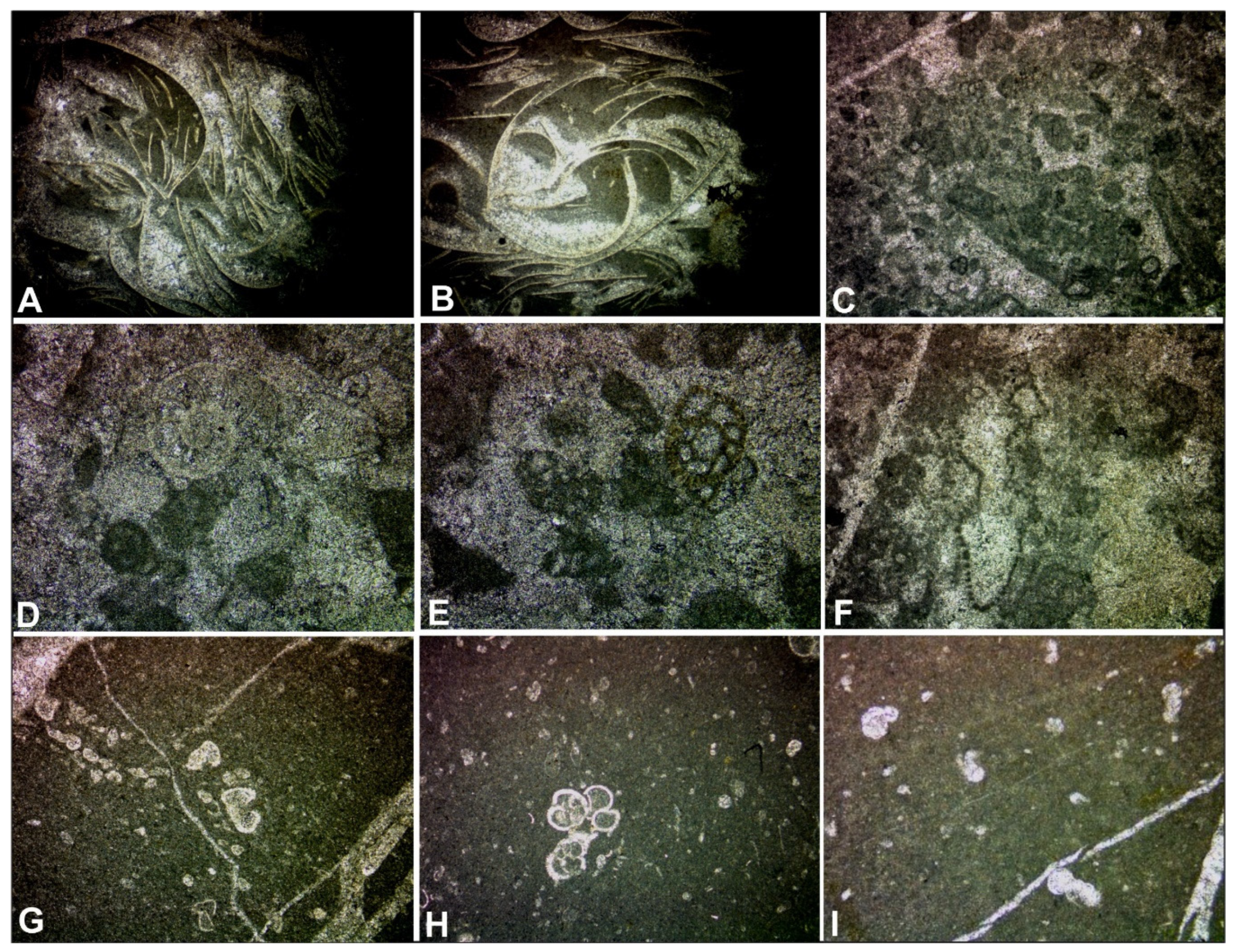 Geosciences 11 00288 g005