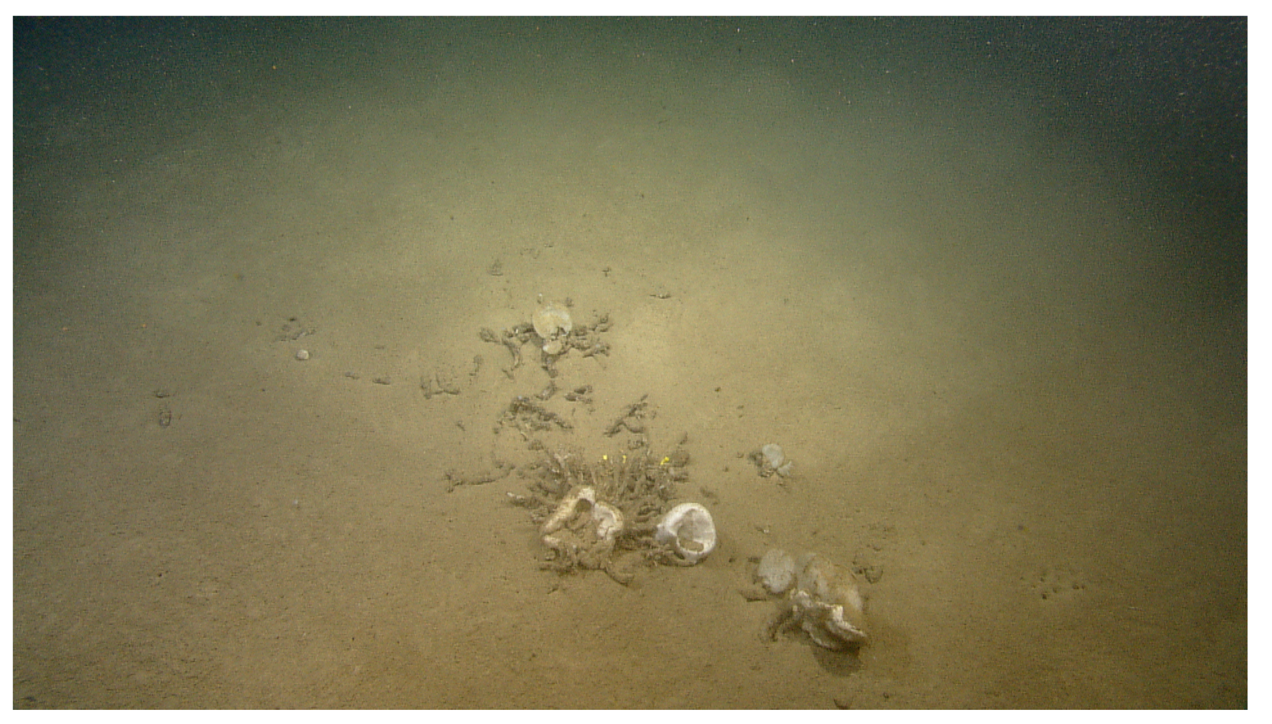 Geosciences 11 00290 g005