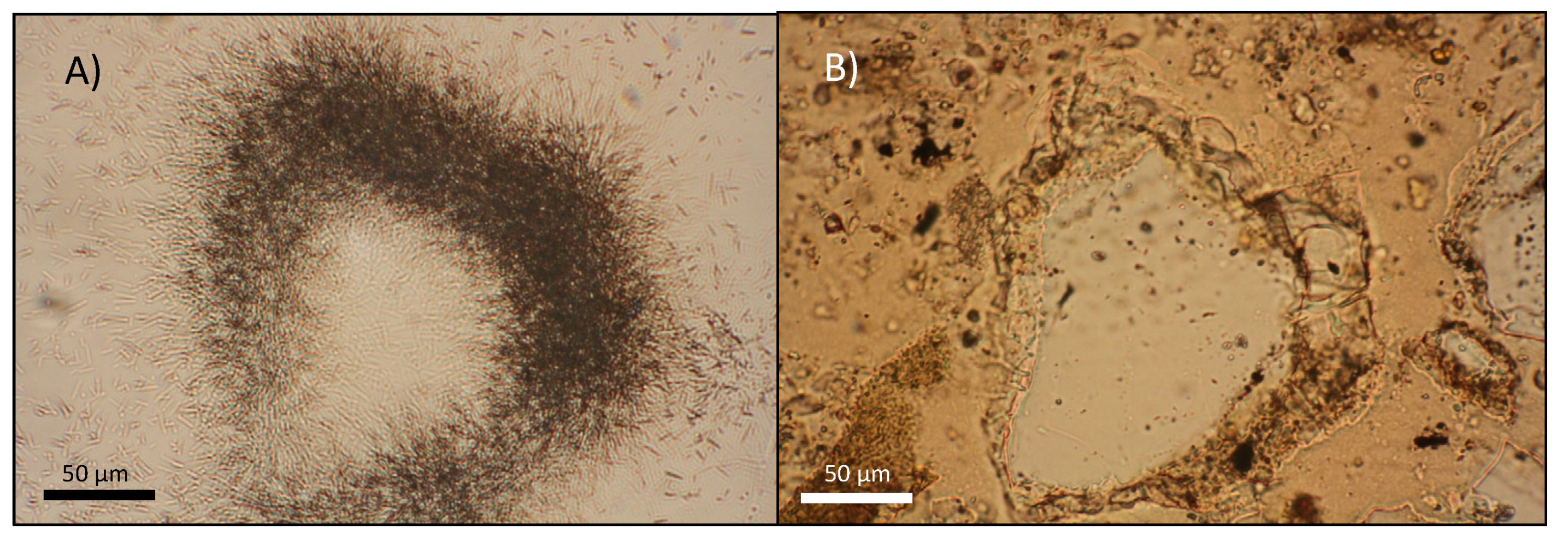 Geosciences 11 00294 g005