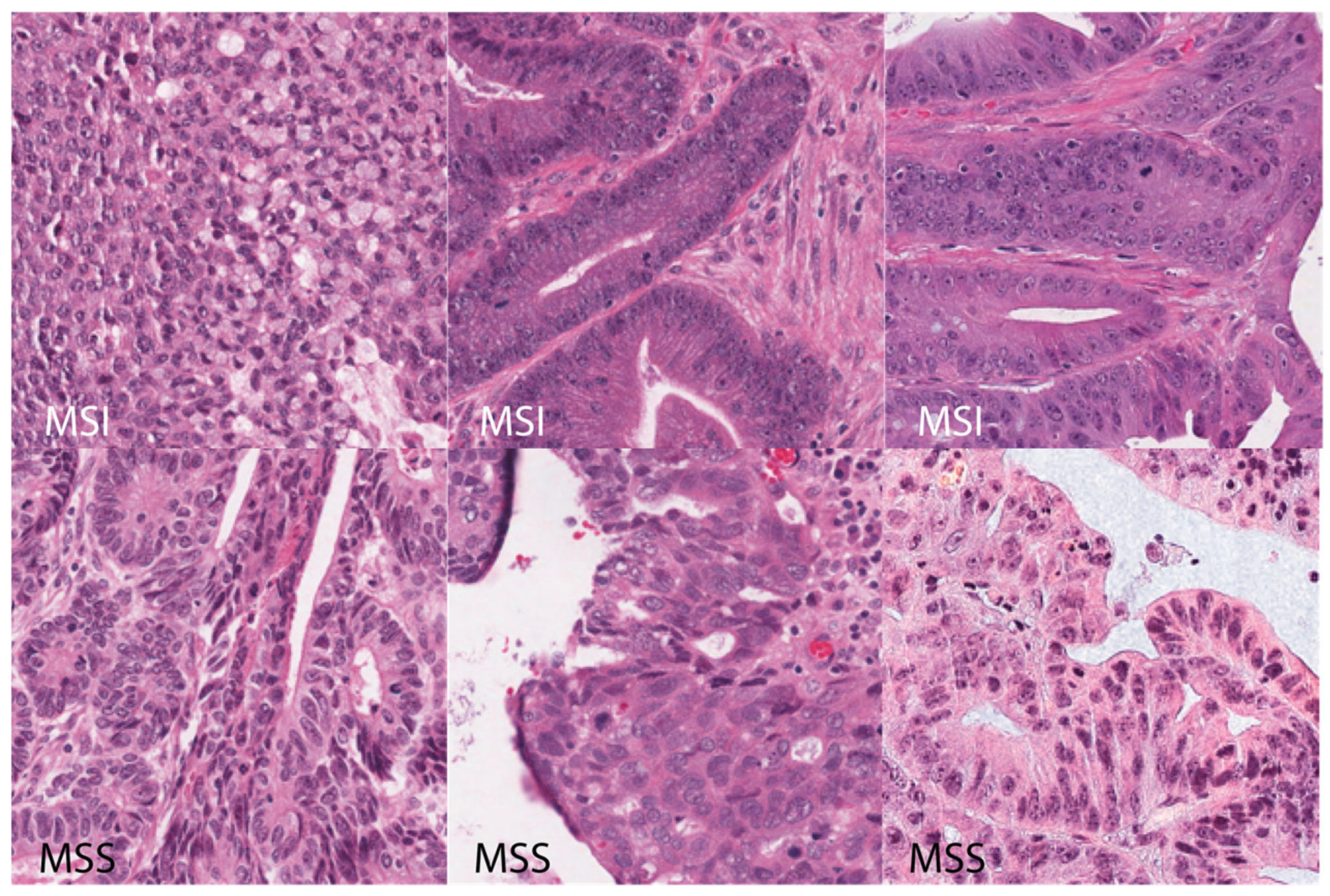 Geosciences 11 00336 g005