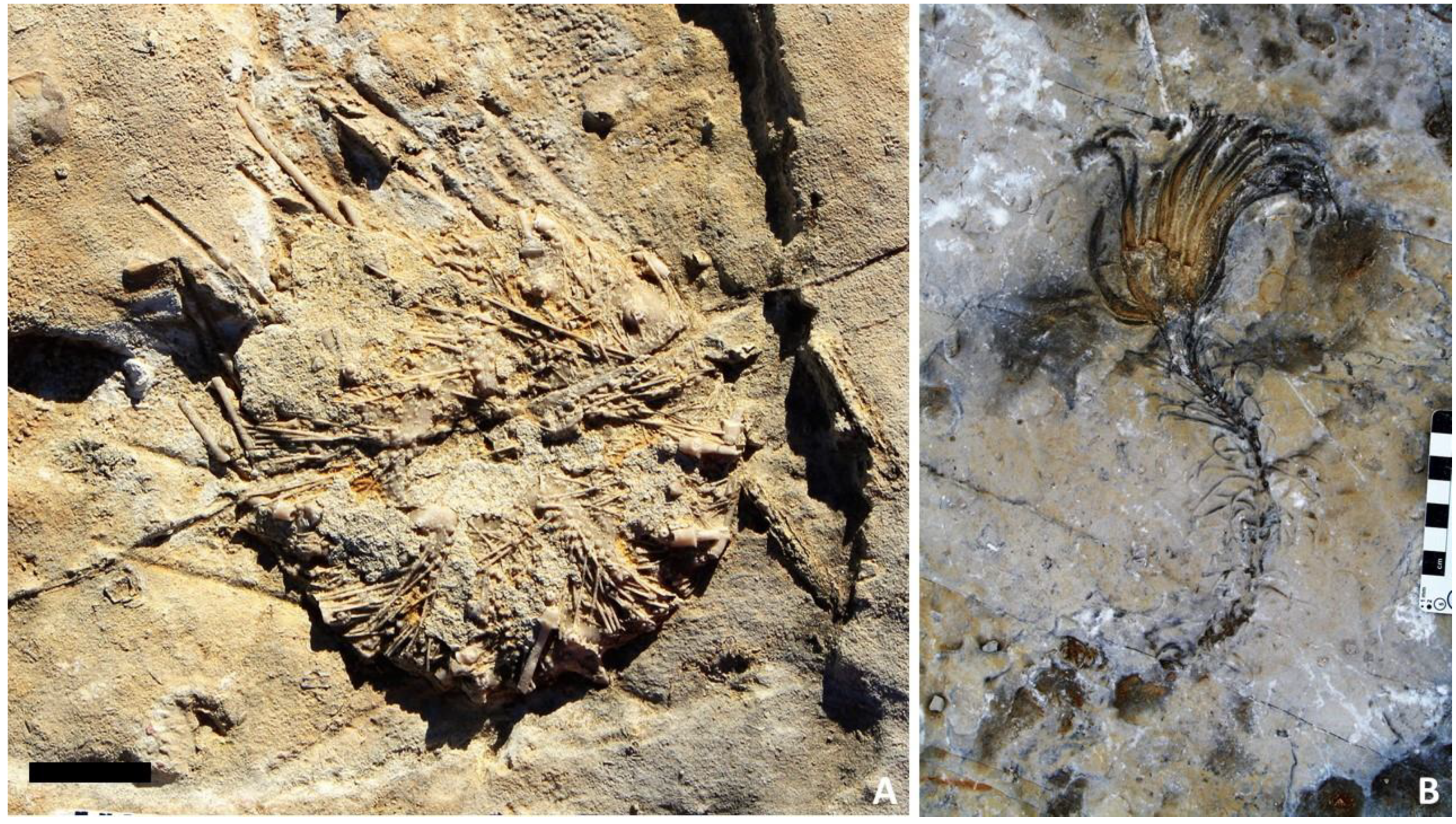 Geosciences 11 00366 g003