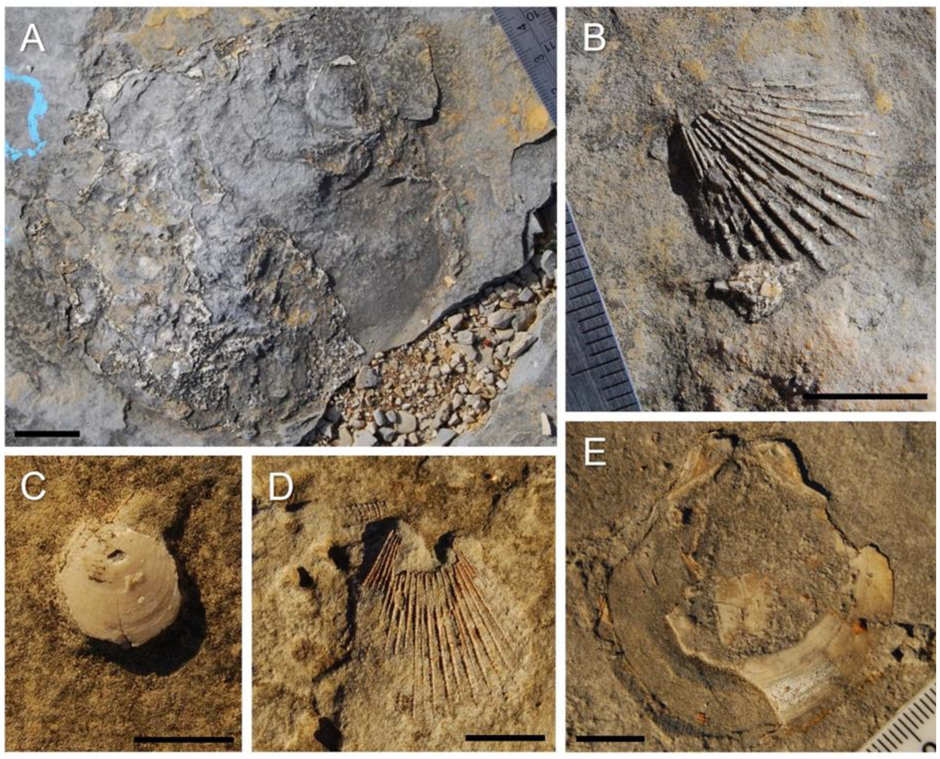 Geosciences 11 00366 g005