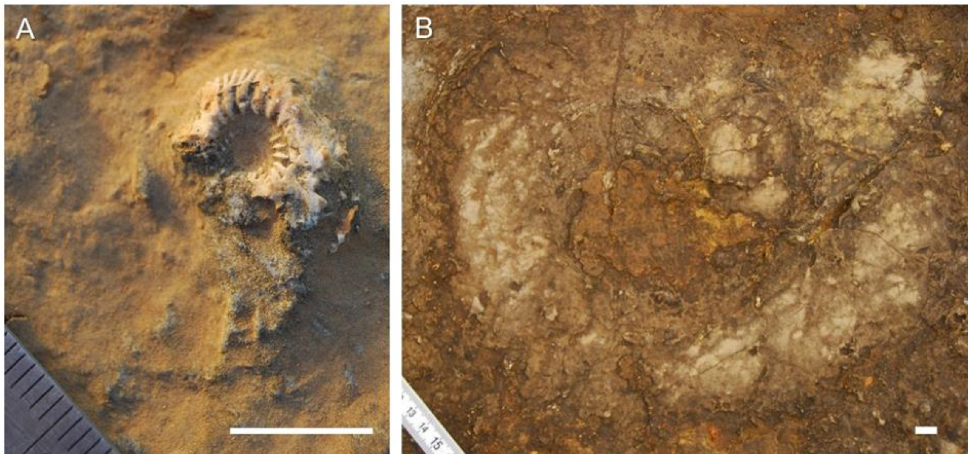 Geosciences 11 00366 g006