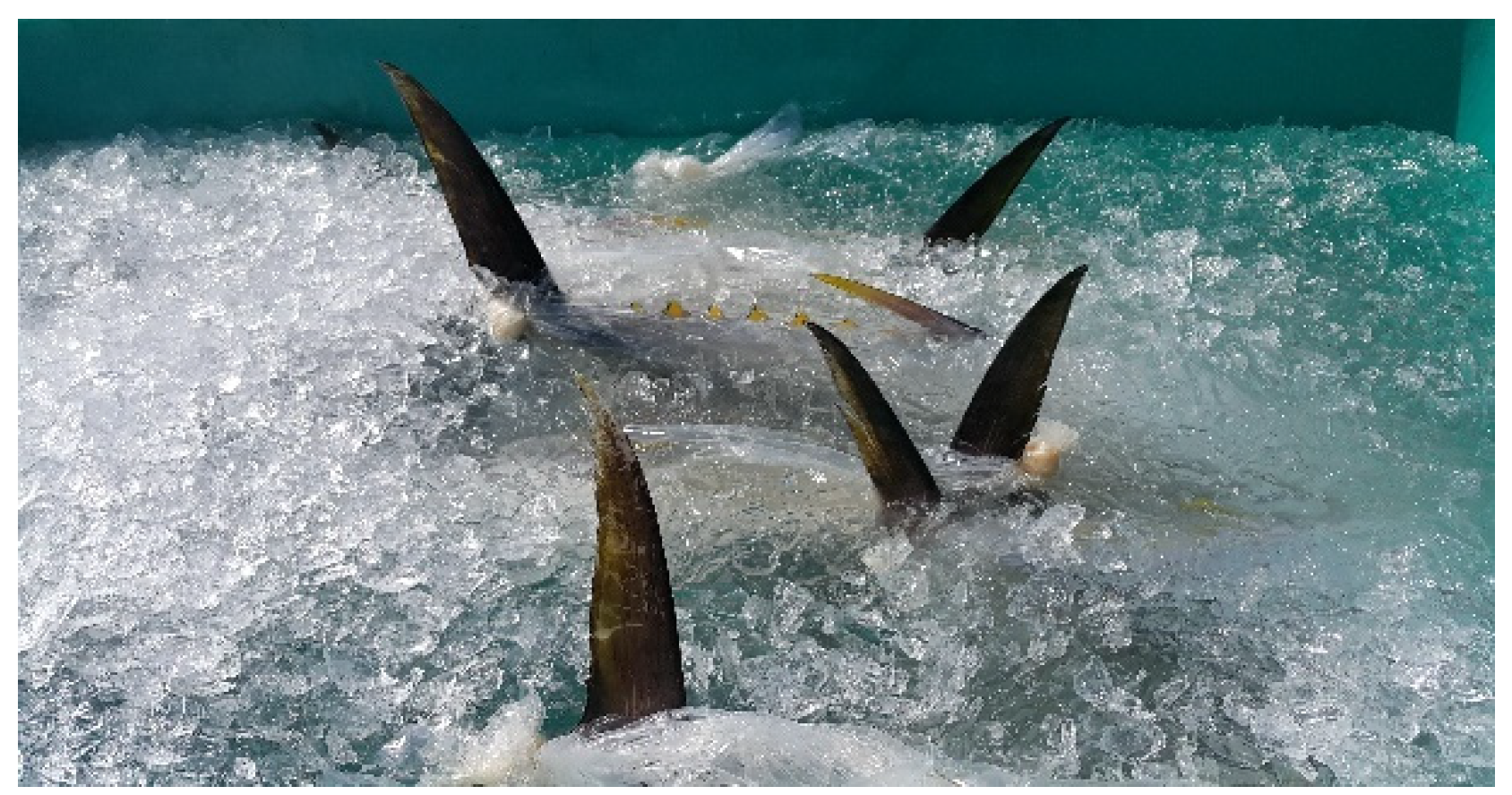 Geosciences 11 00407 g020