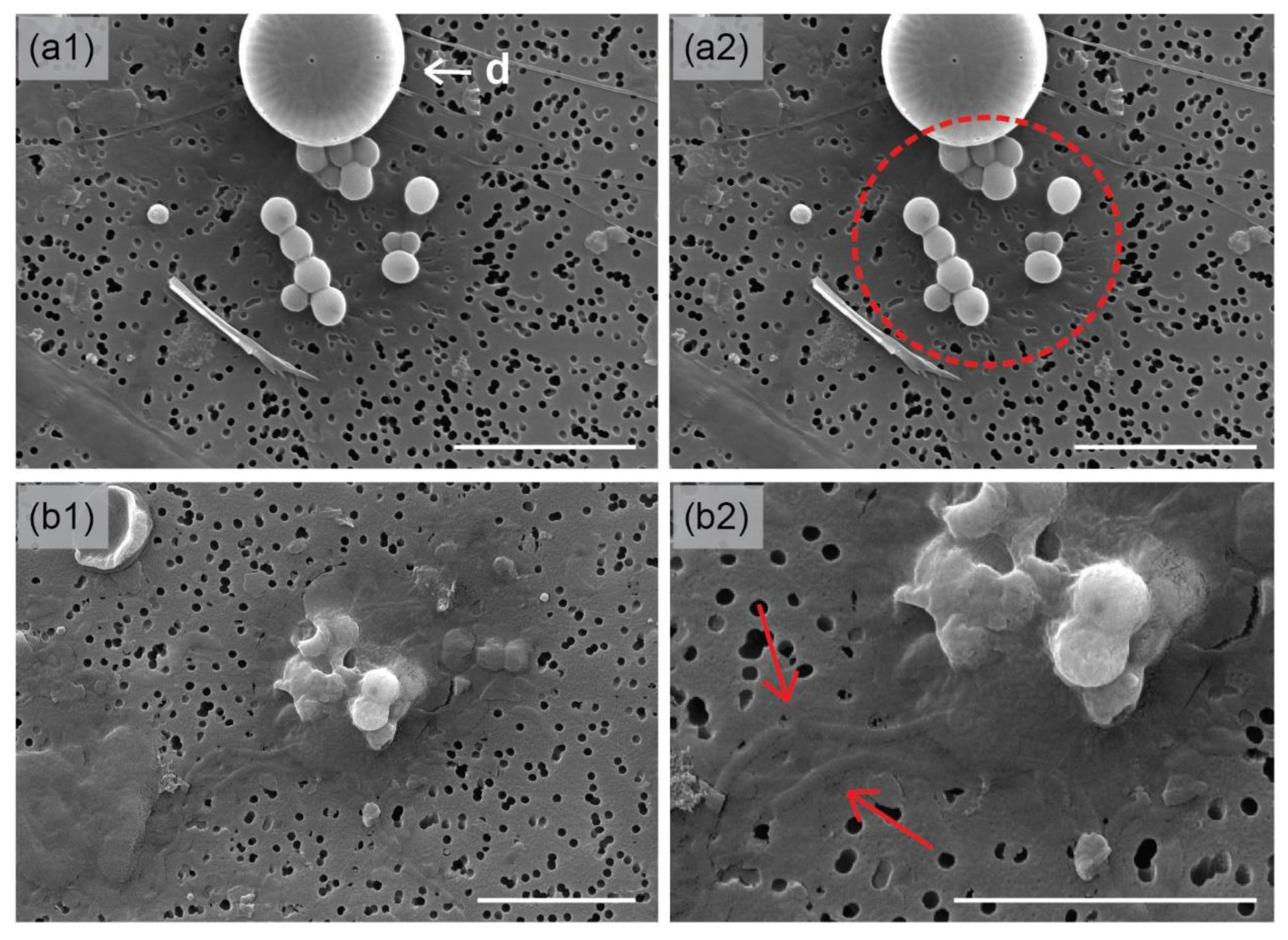Geosciences 12 00032 g005