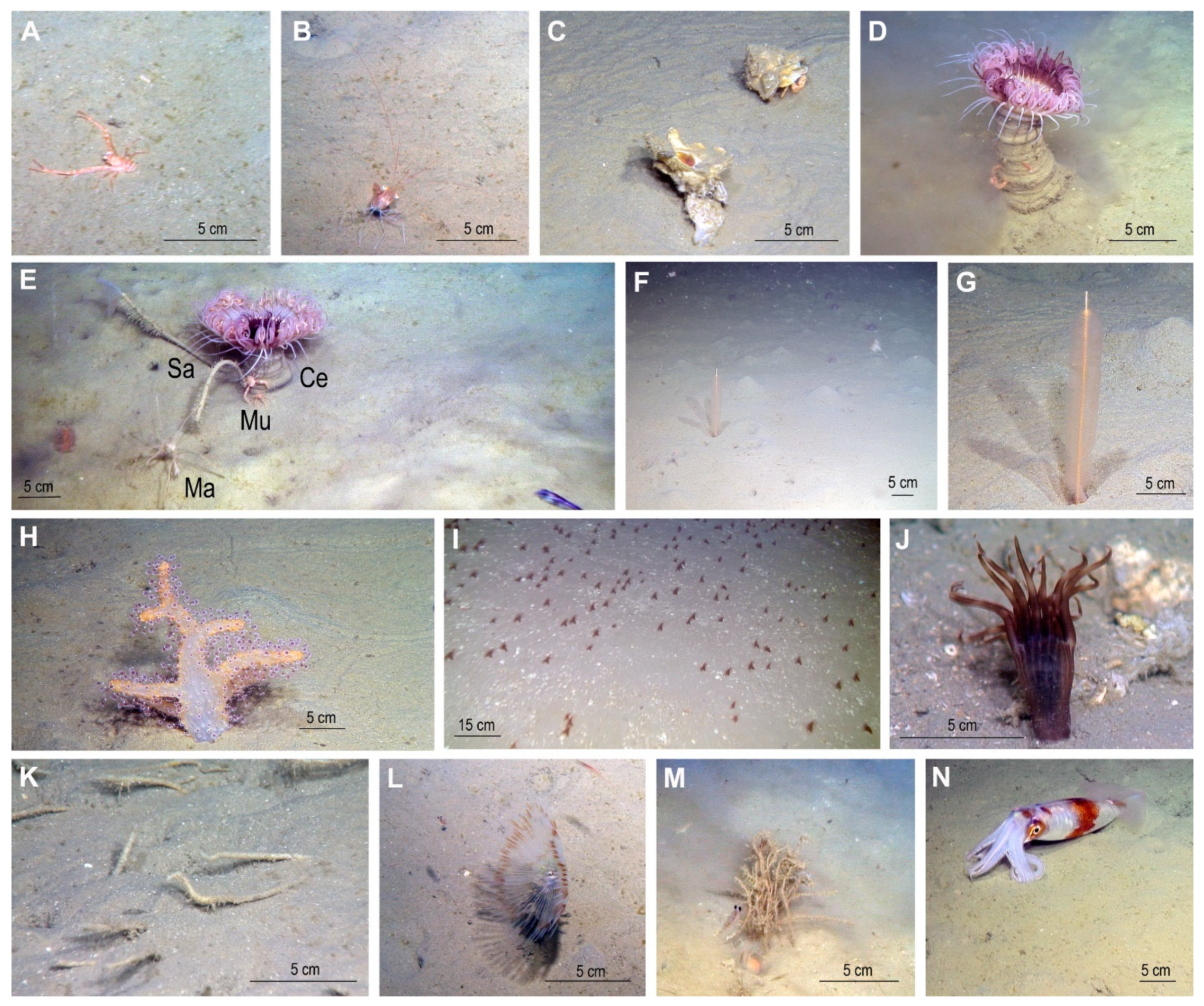 Geosciences 12 00111 g004