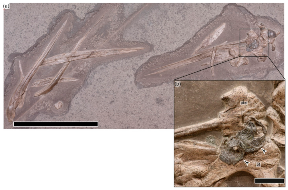 Geosciences 12 00158 g002