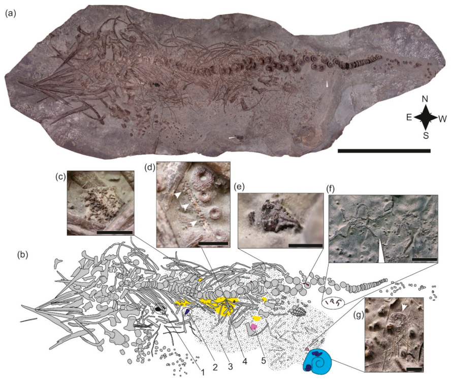 Geosciences 12 00158 g003