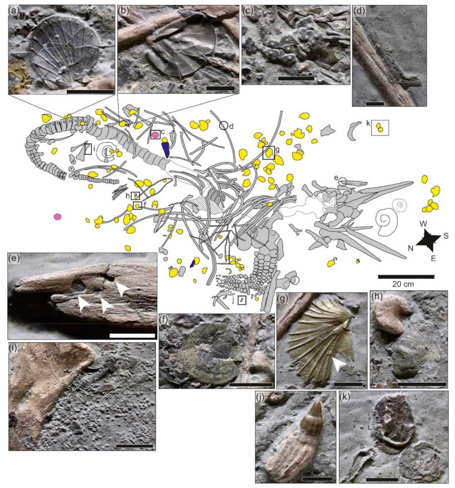 Geosciences 12 00158 g005
