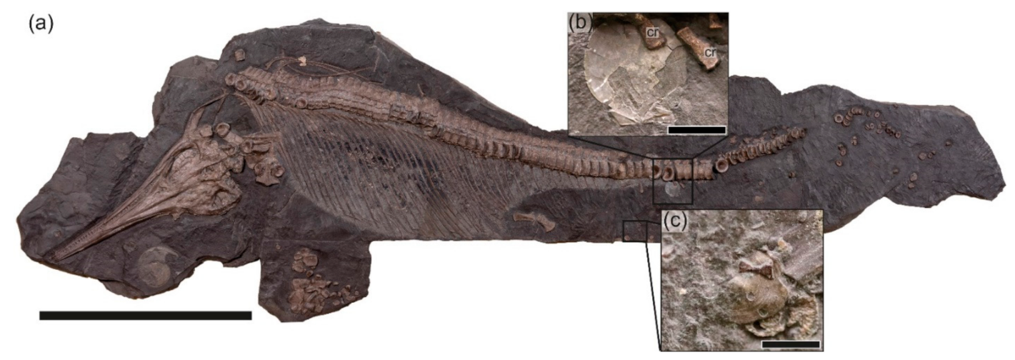 Geosciences 12 00158 g007