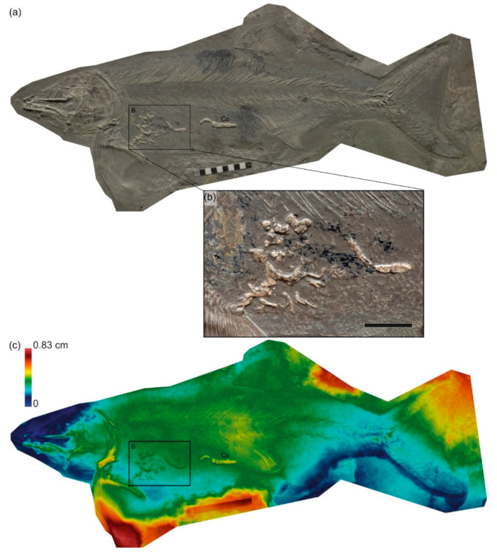 Geosciences 12 00158 g008