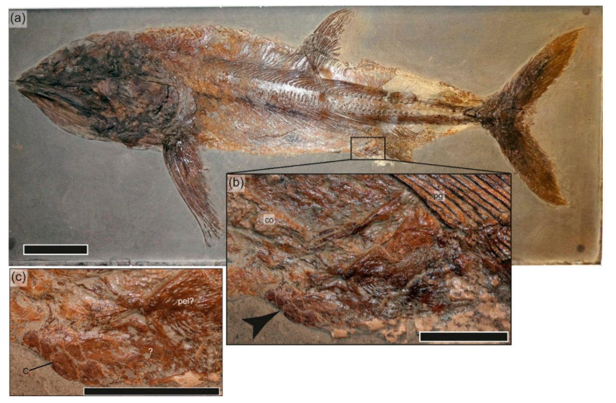 Geosciences 12 00158 g009