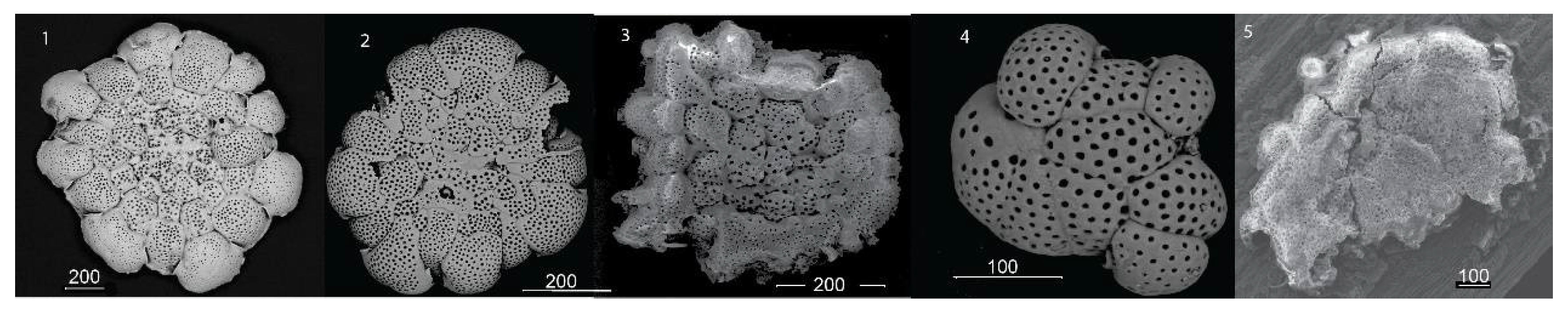 Geosciences 12 00184 g005
