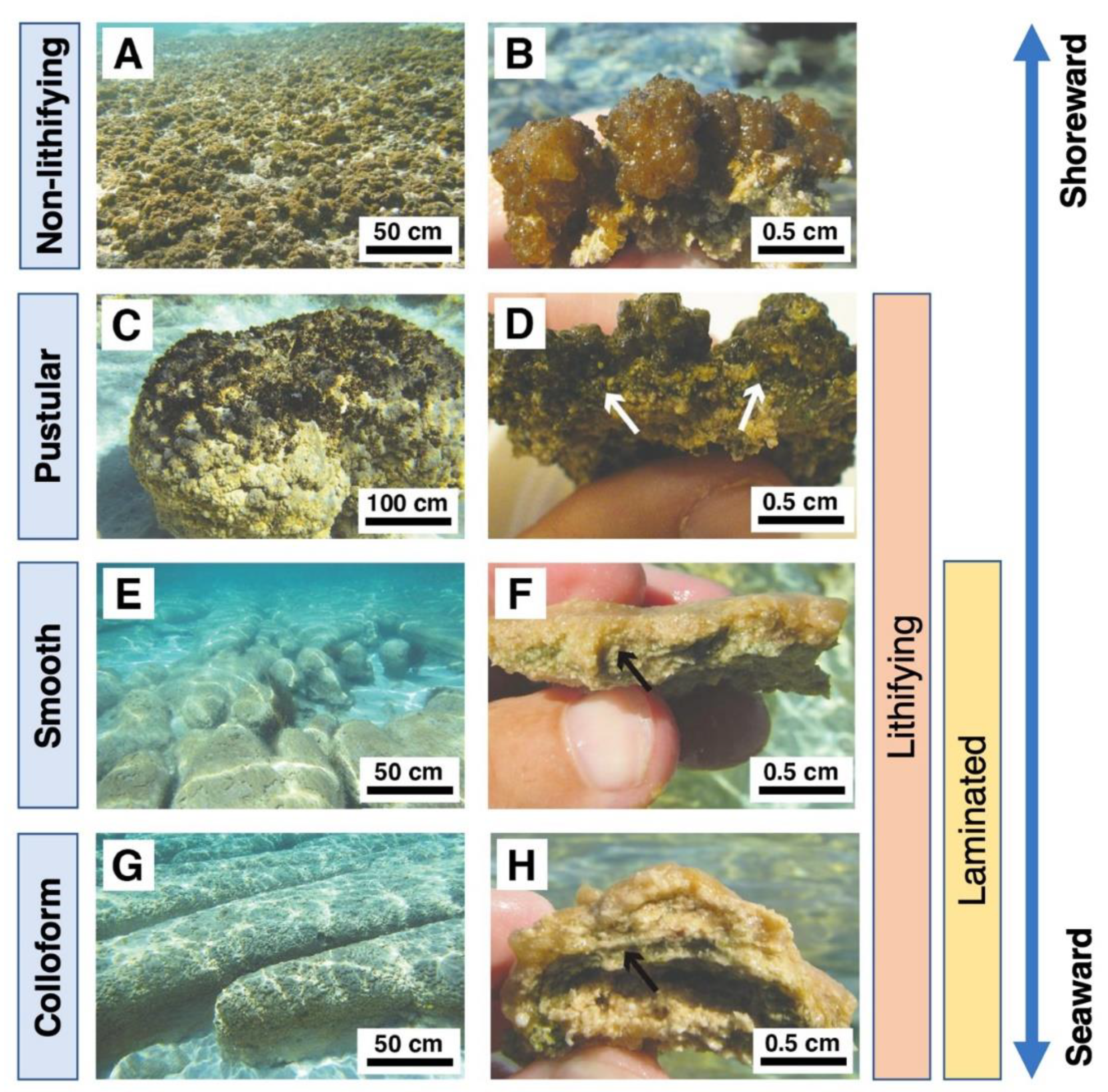 Geosciences 12 00185 g005