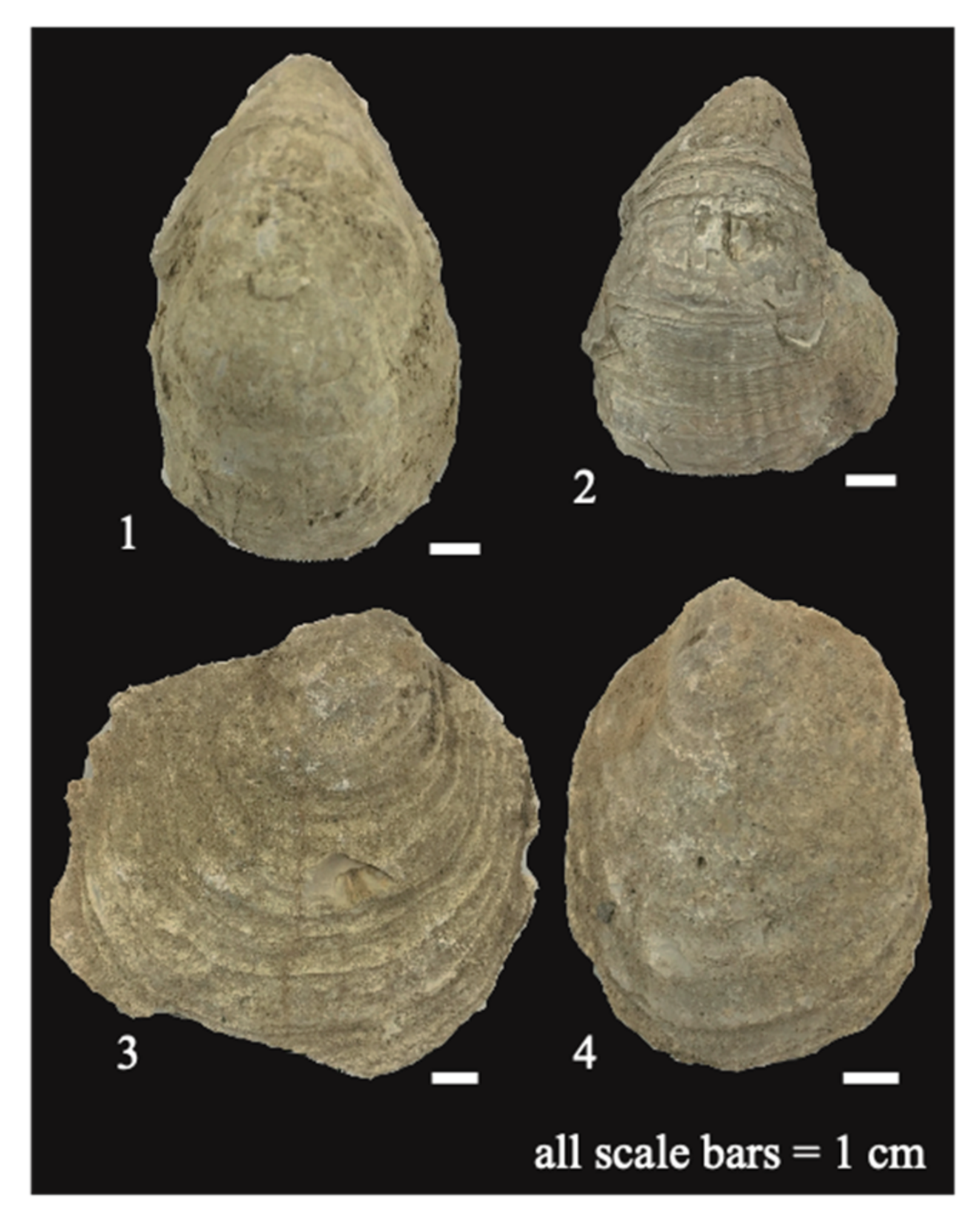 Geosciences 12 00203 g007