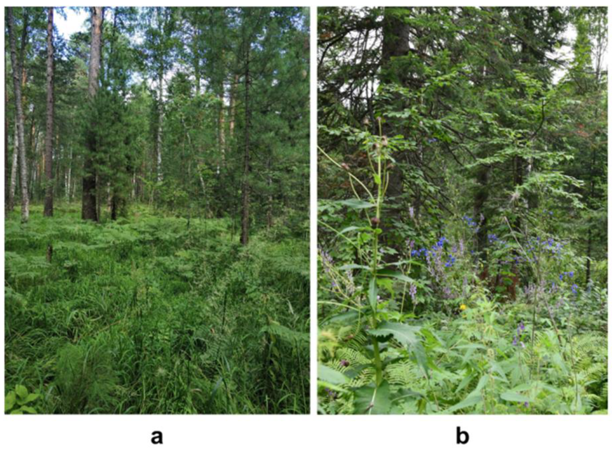 Geosciences 13 00186 g002