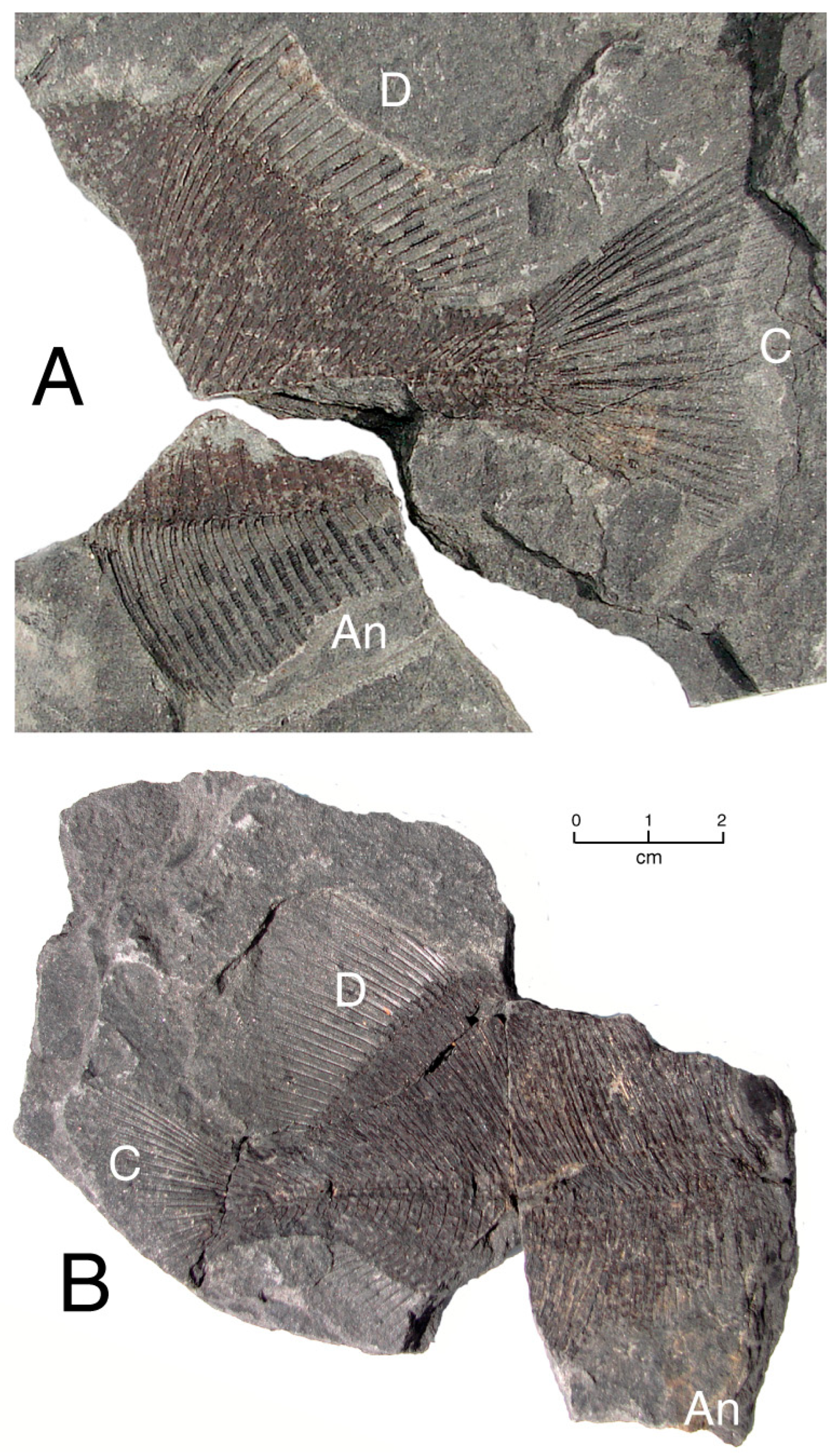Geosciences 13 00255 g001