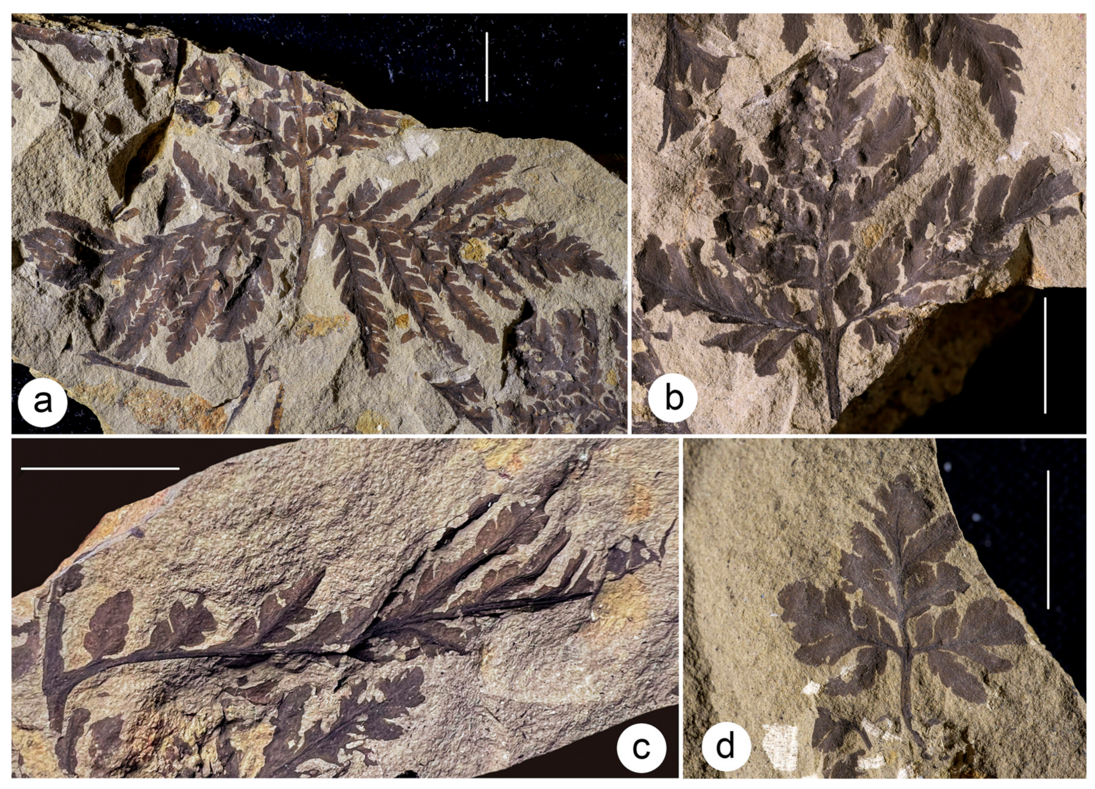 Geosciences 13 00279 g011