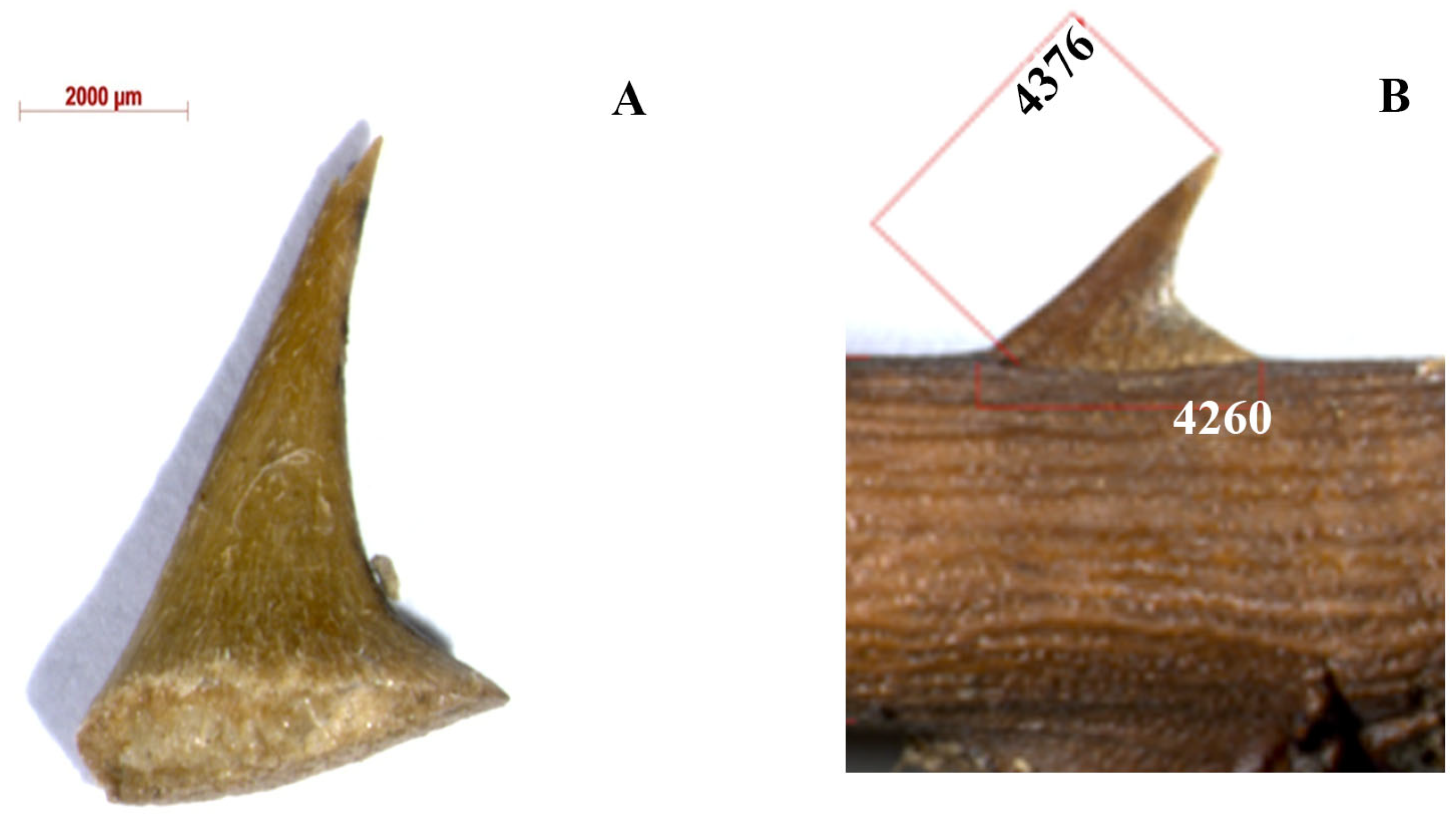 Geosciences 13 00335 g015 Geosciences 13 00335 g015