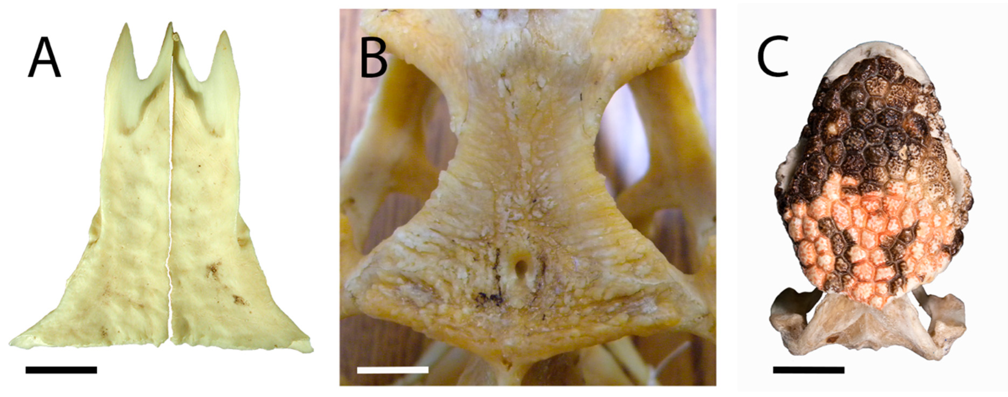 Geosciences 13 00337 g004