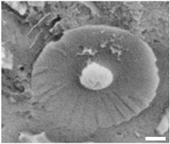 Geosciences 14 00252 i003