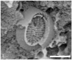 Geosciences 14 00252 i005