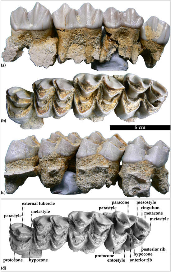 Geosciences 15 00044 g003