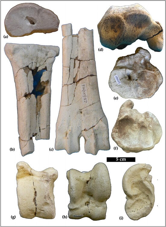 Geosciences 15 00044 g004