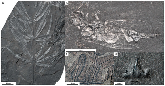 Geosciences 15 00056 g015