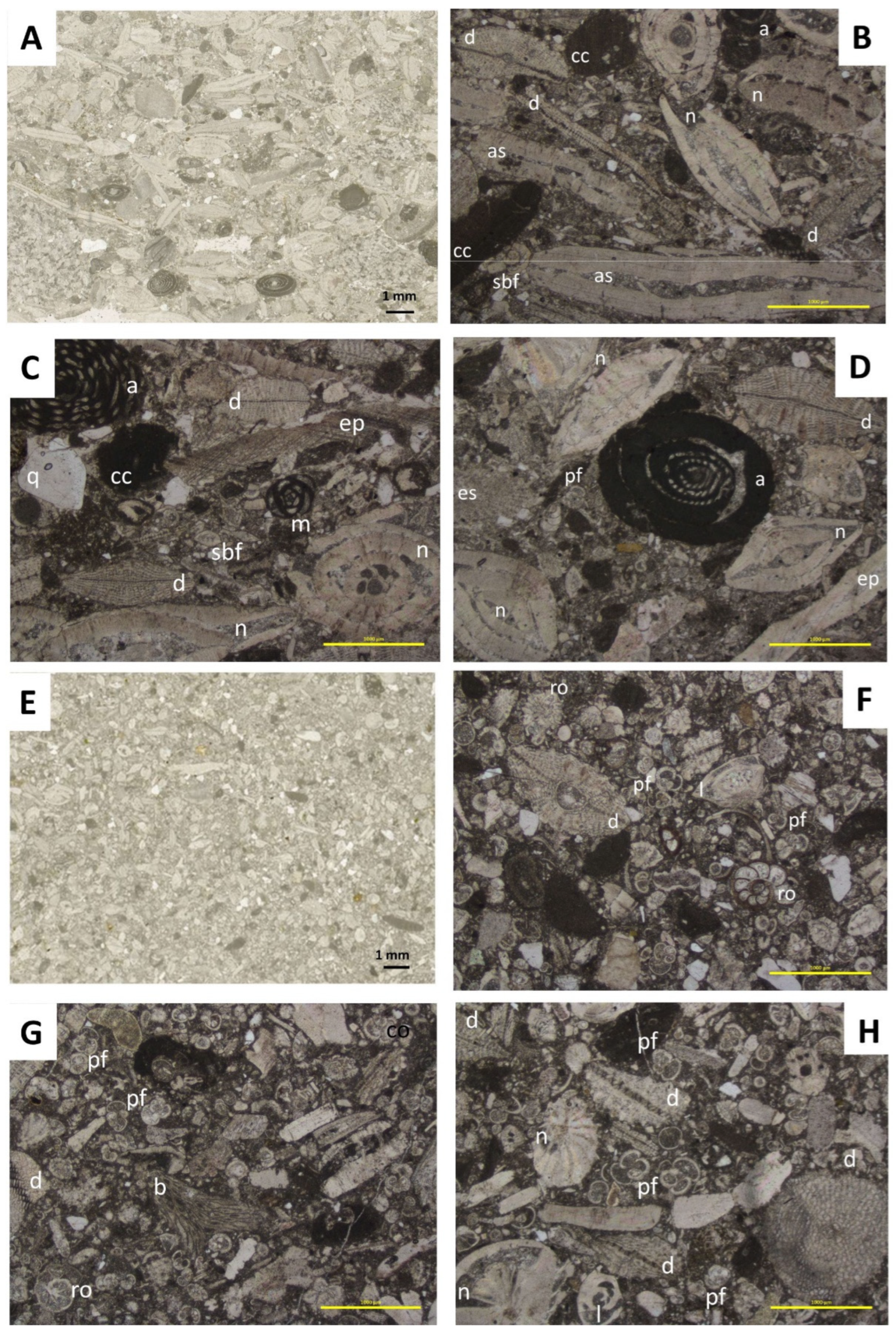 Geosciences 15 00081 g006