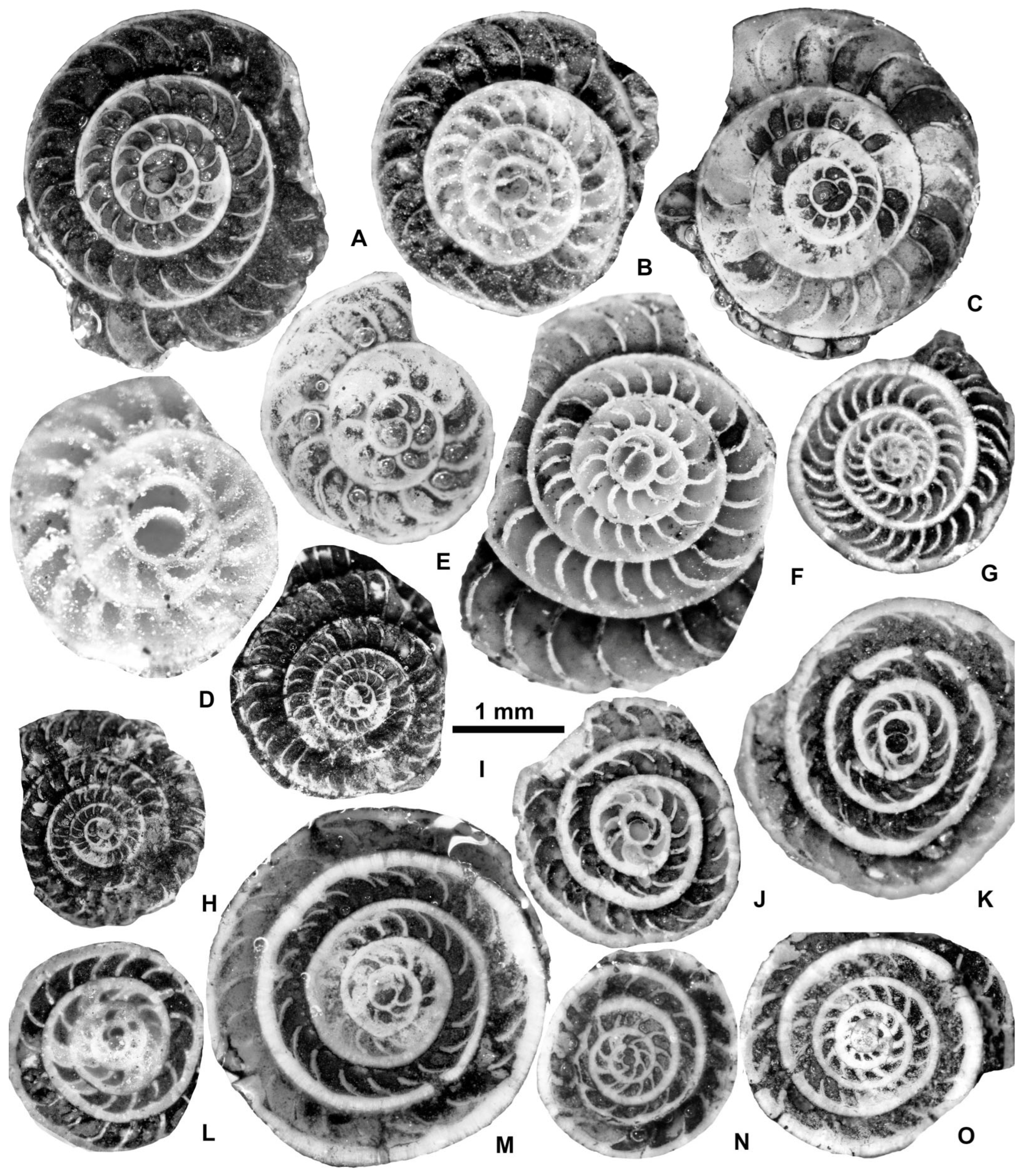 Geosciences 15 00334 g031 Geosciences 15 00334 g031