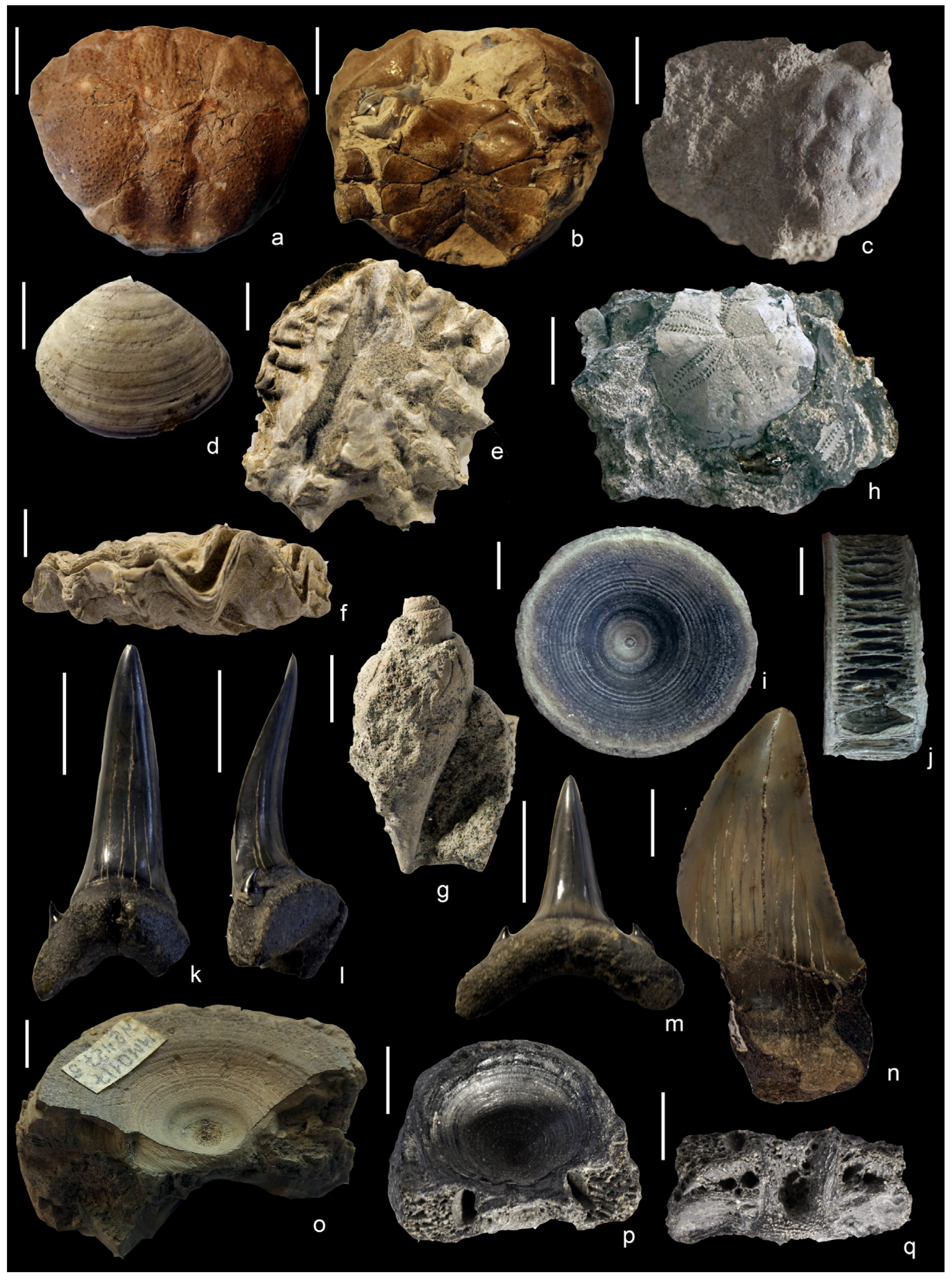 Geosciences 16 00013 g004