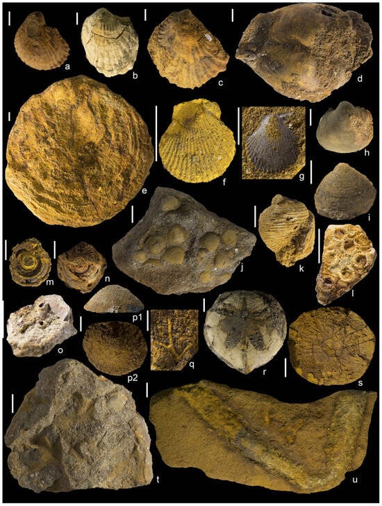 Geosciences 16 00013 g005