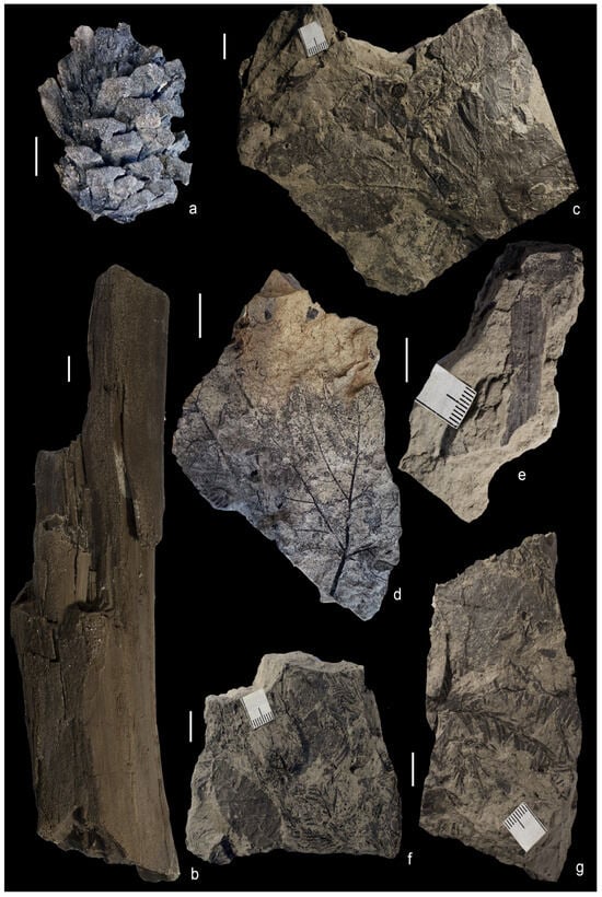 Geosciences 16 00013 g006