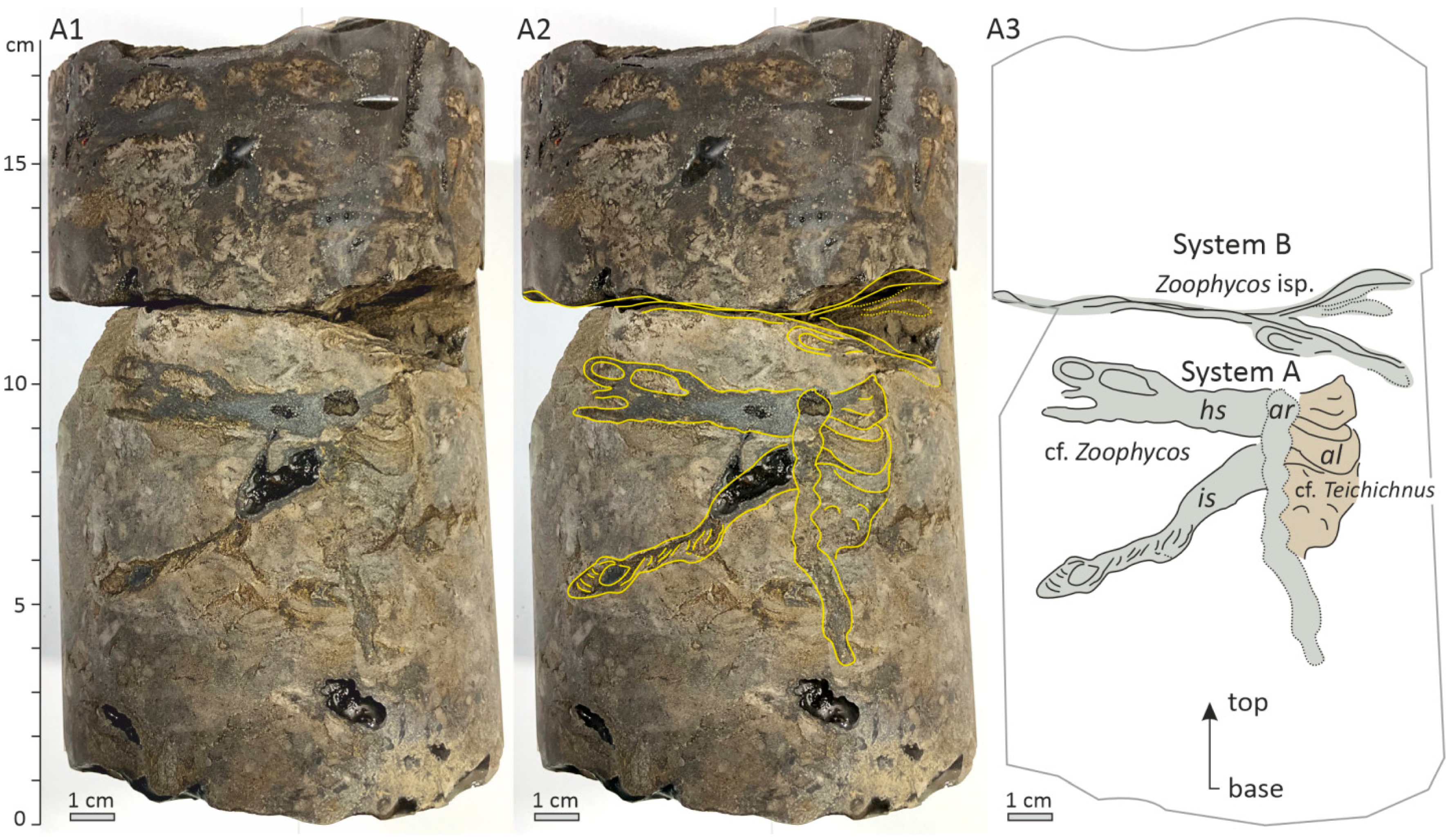 Zoophycos–Skolithos Ichnofabric in Viséan Deposits of the South Tatar ...