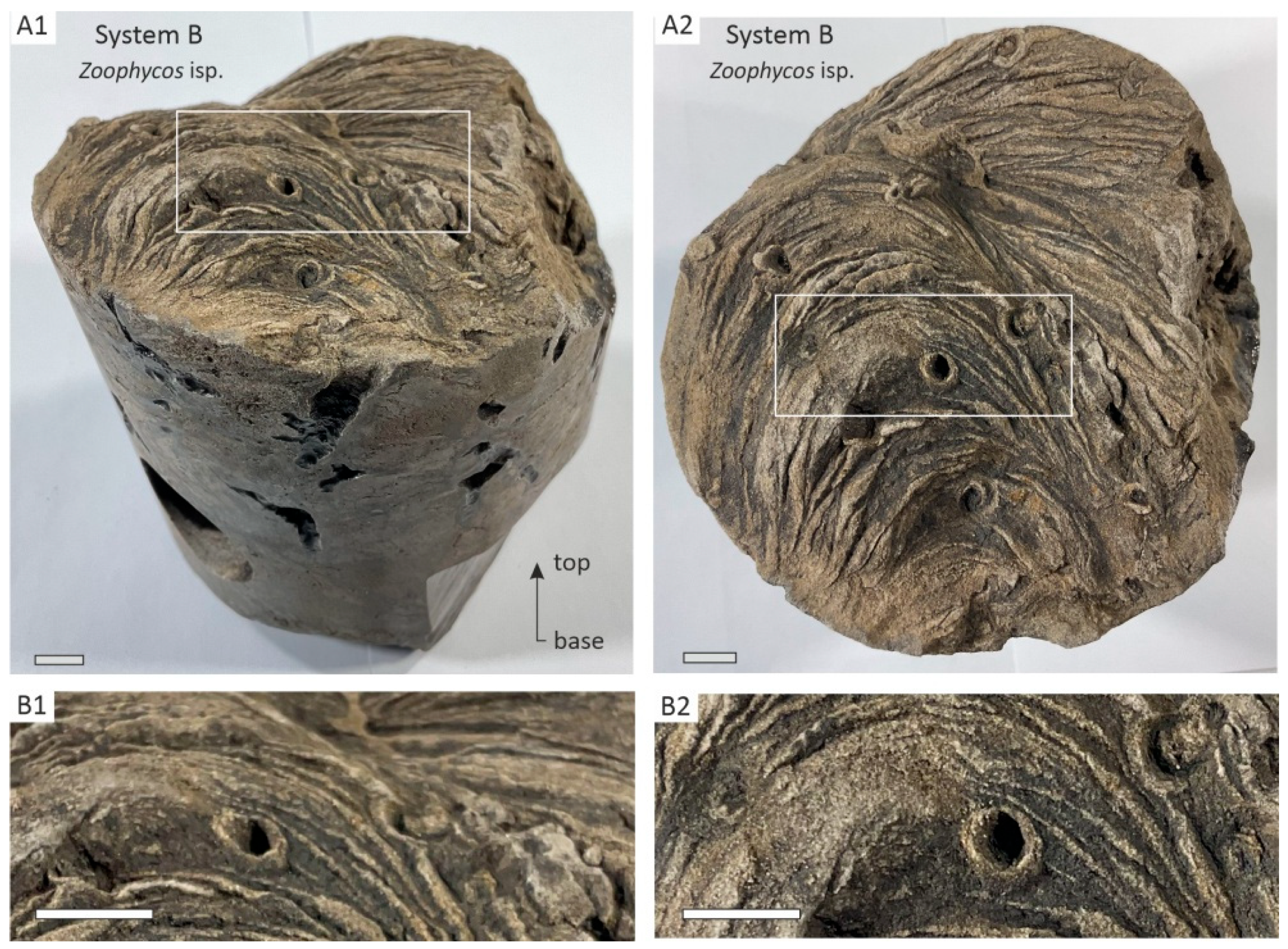 Zoophycos–Skolithos Ichnofabric in Viséan Deposits of the South Tatar ...