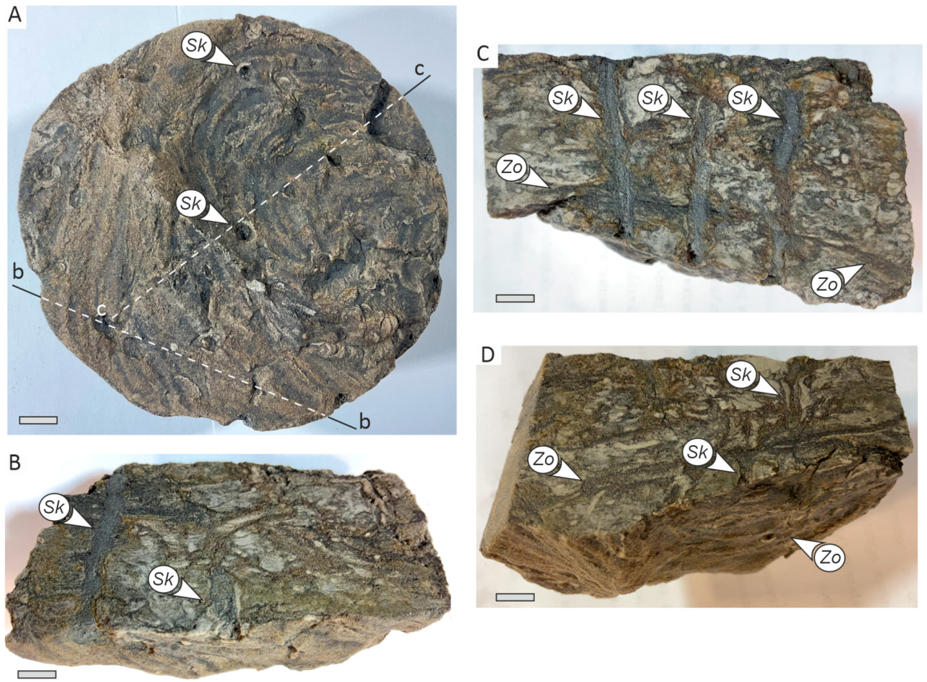 Zoophycos–Skolithos Ichnofabric in Viséan Deposits of the South Tatar ...