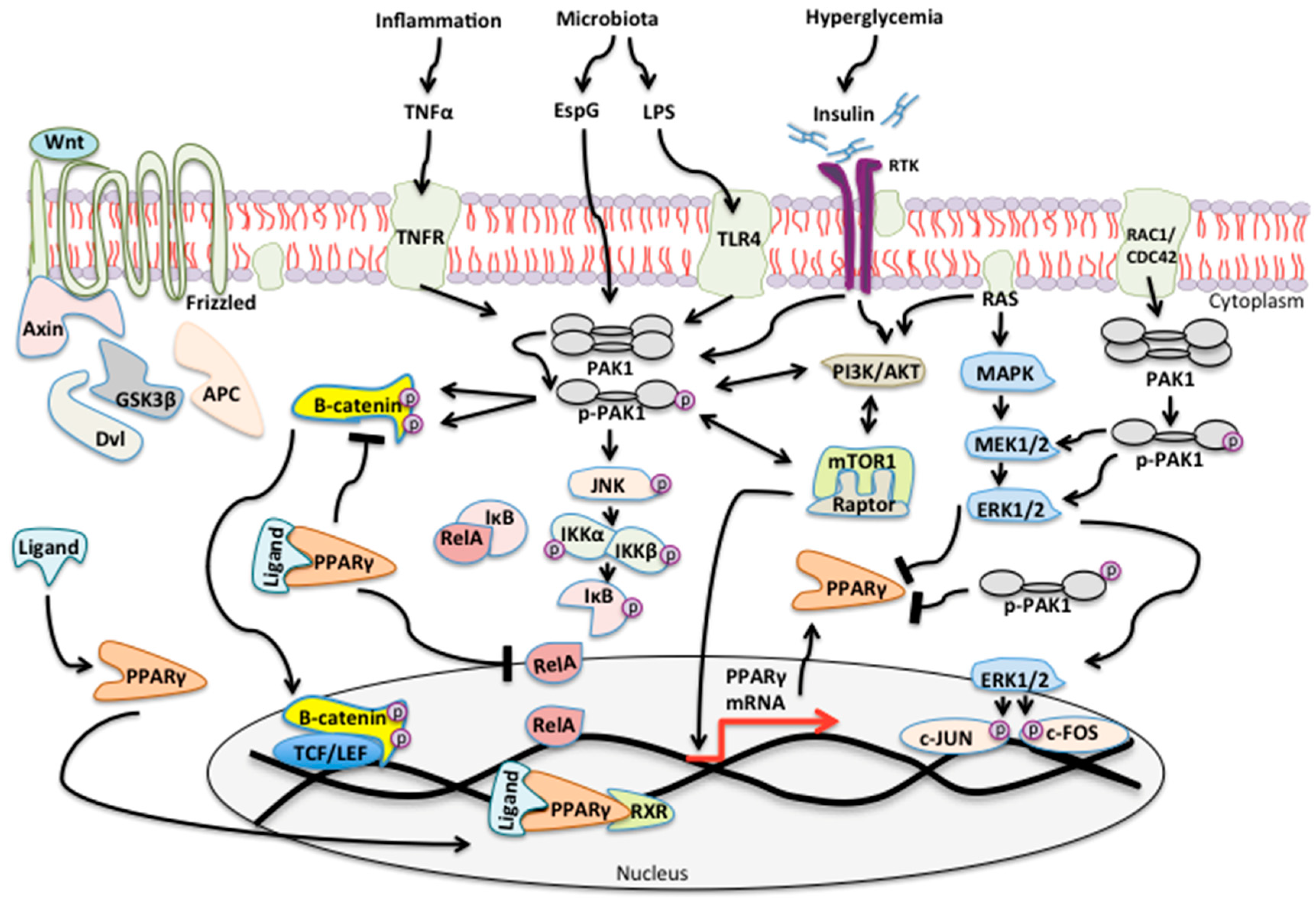 Geriatrics 03 00073 g005 Geriatrics 03 00073 g005