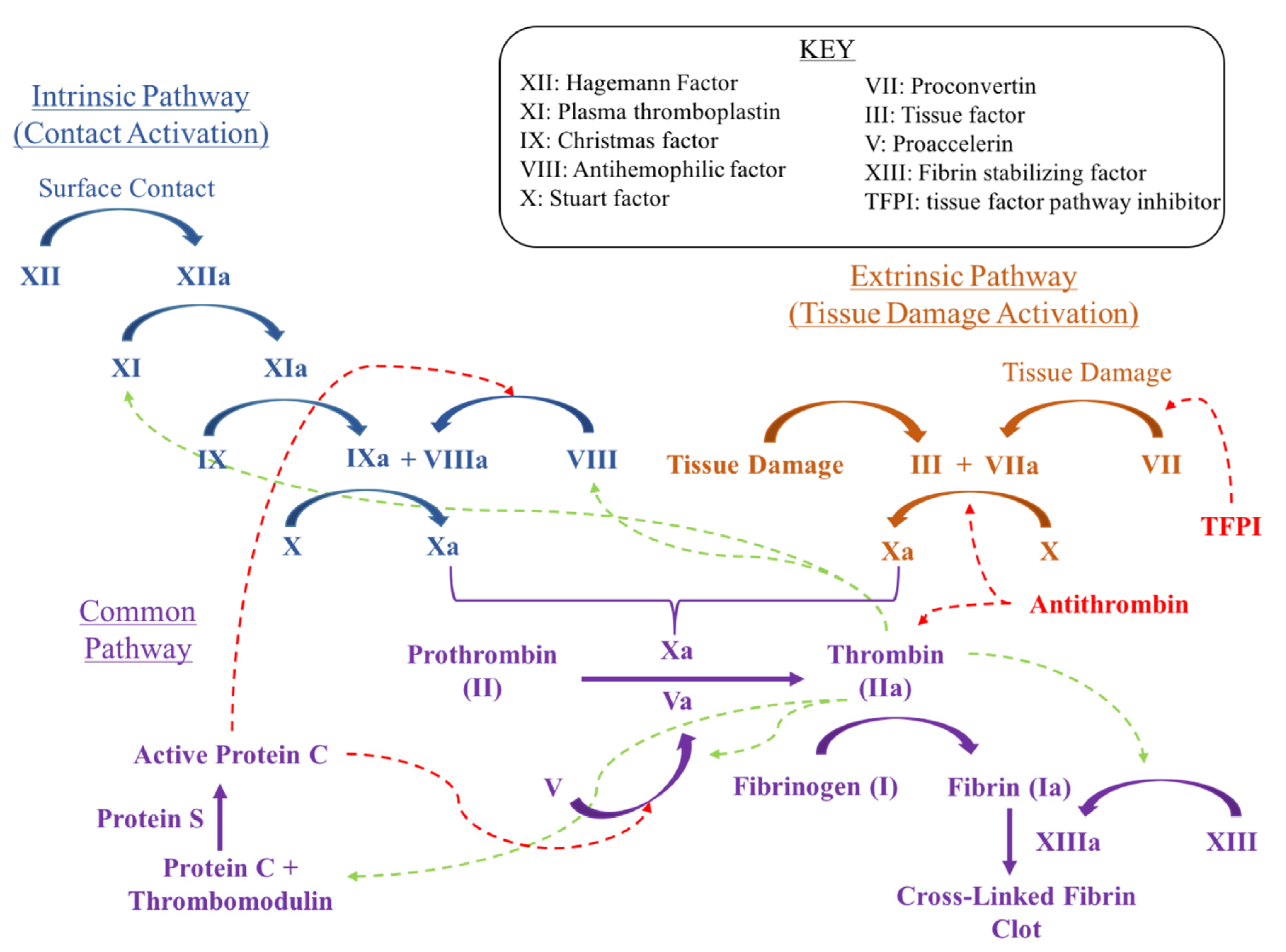 Geriatrics 05 00018 g001