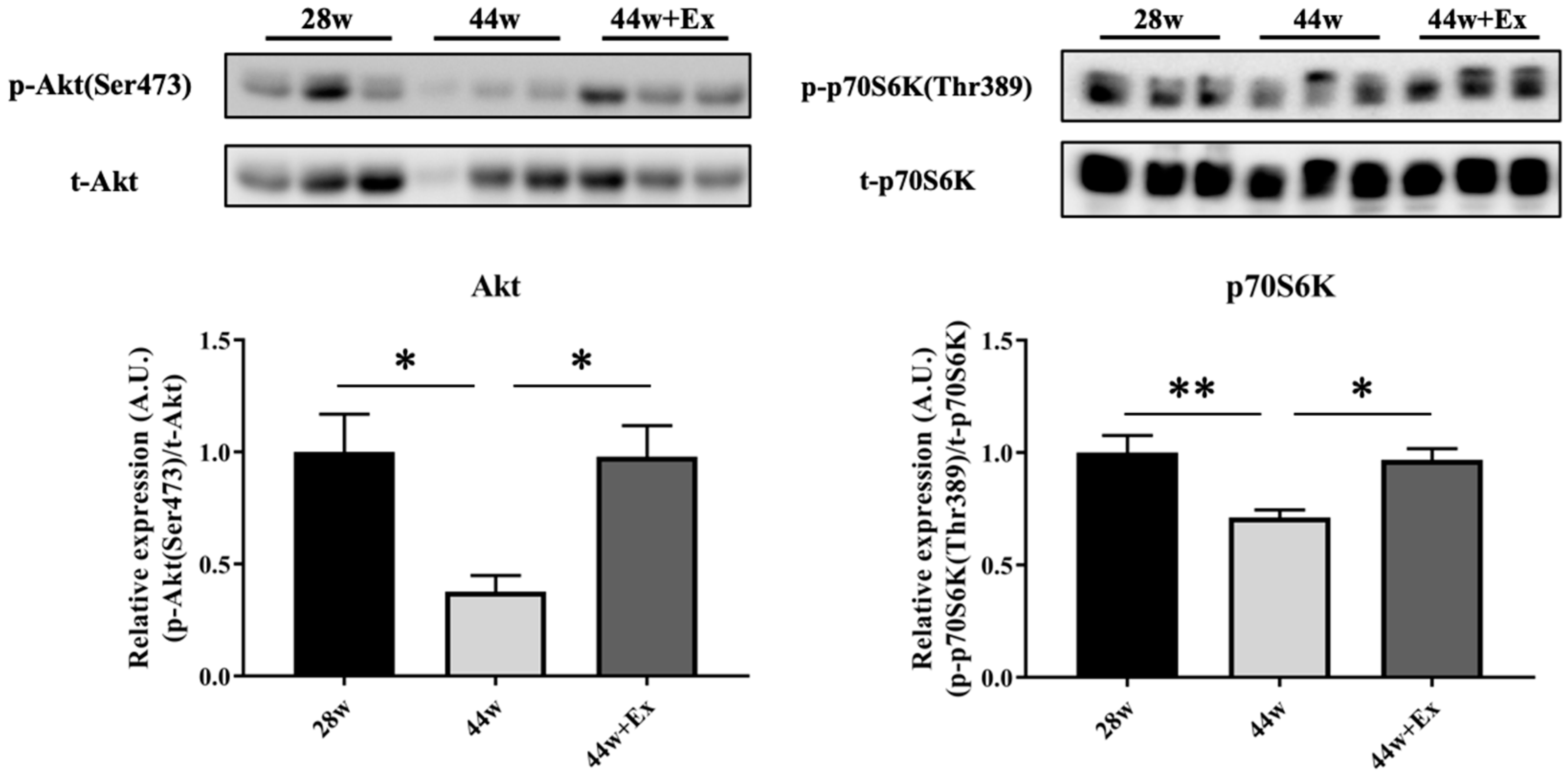 Geriatrics 05 00048 g004