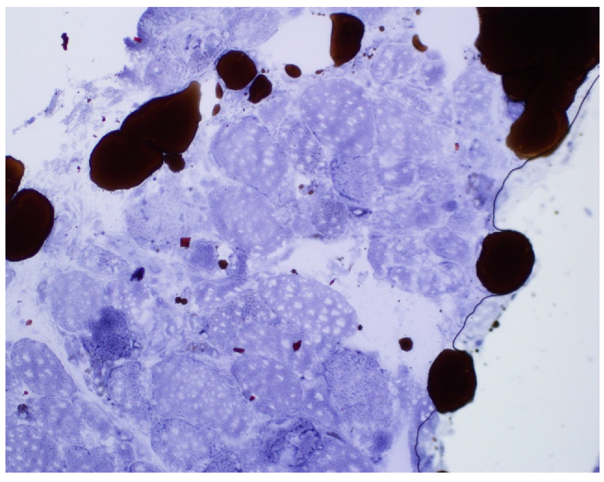 Geriatrics 07 00033 g003 Geriatrics 07 00033 g003