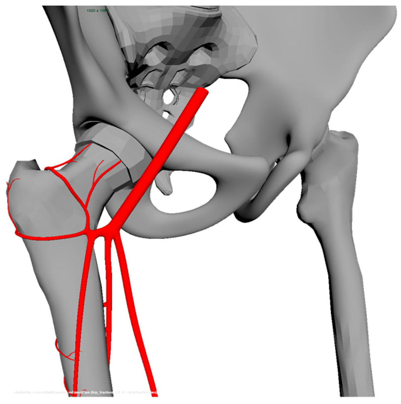 Geriatrics 09 00019 g001
