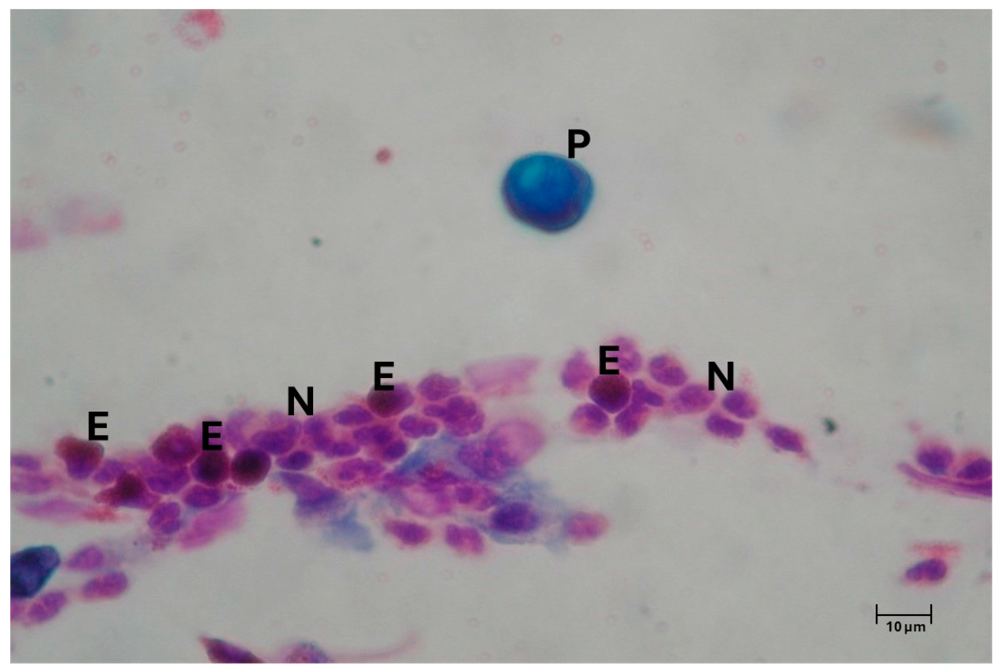 Geriatrics 10 00050 g001