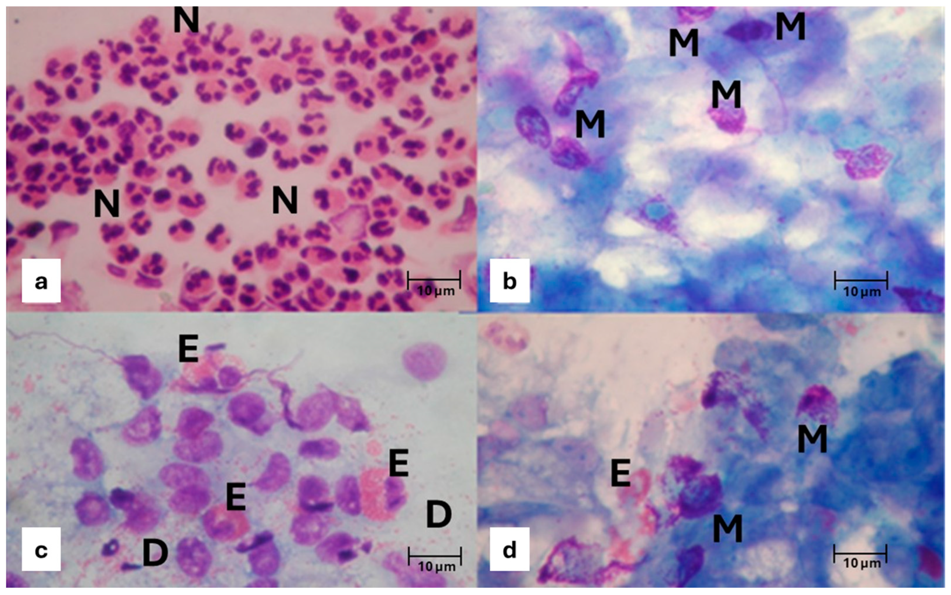 Geriatrics 10 00050 g002