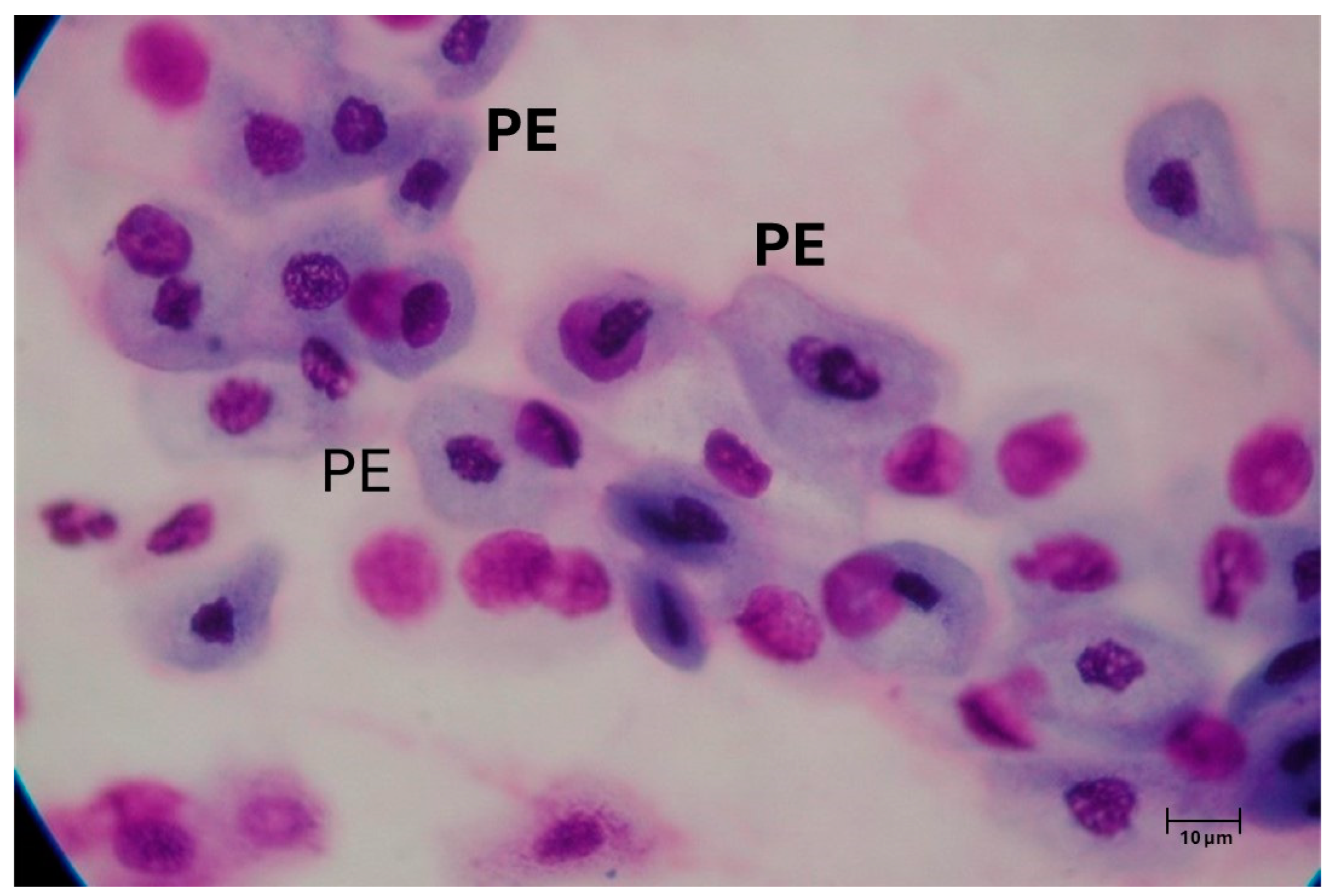 Geriatrics 10 00050 g003