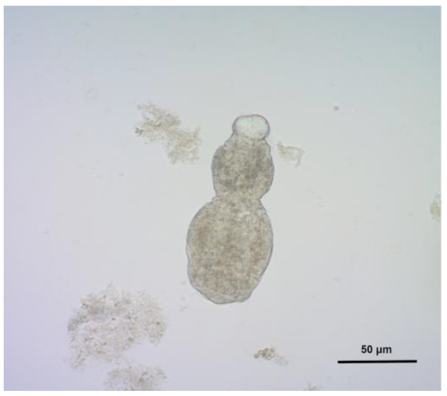 Germs 14 00287 g002 Germs 14 00287 g002