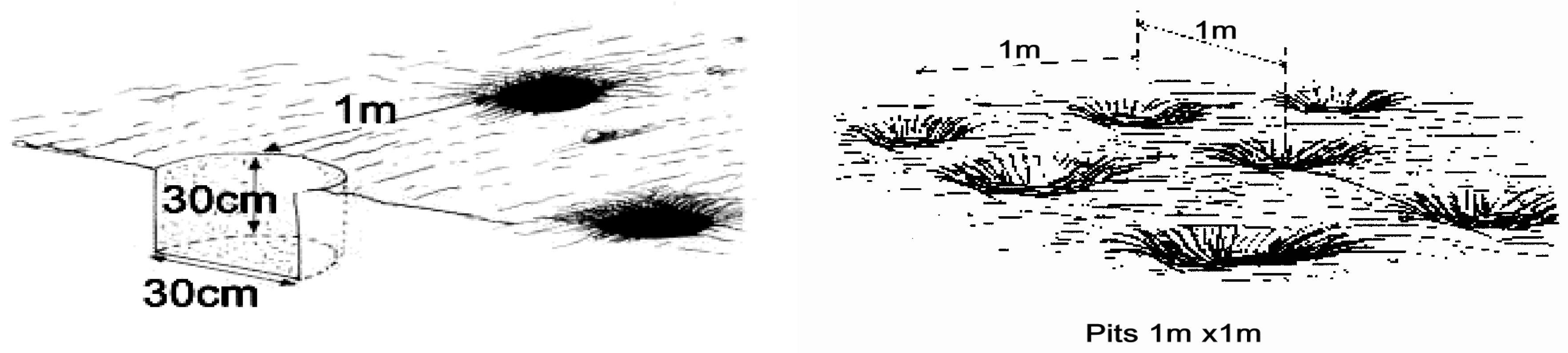 Grasses 02 00013 g002