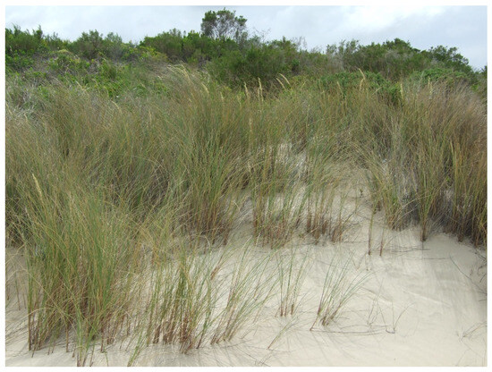 Grasses 02 00018 g004